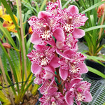 Cymbidium Strathdon 'Cooksbridge Fantasy' NDM24 Video