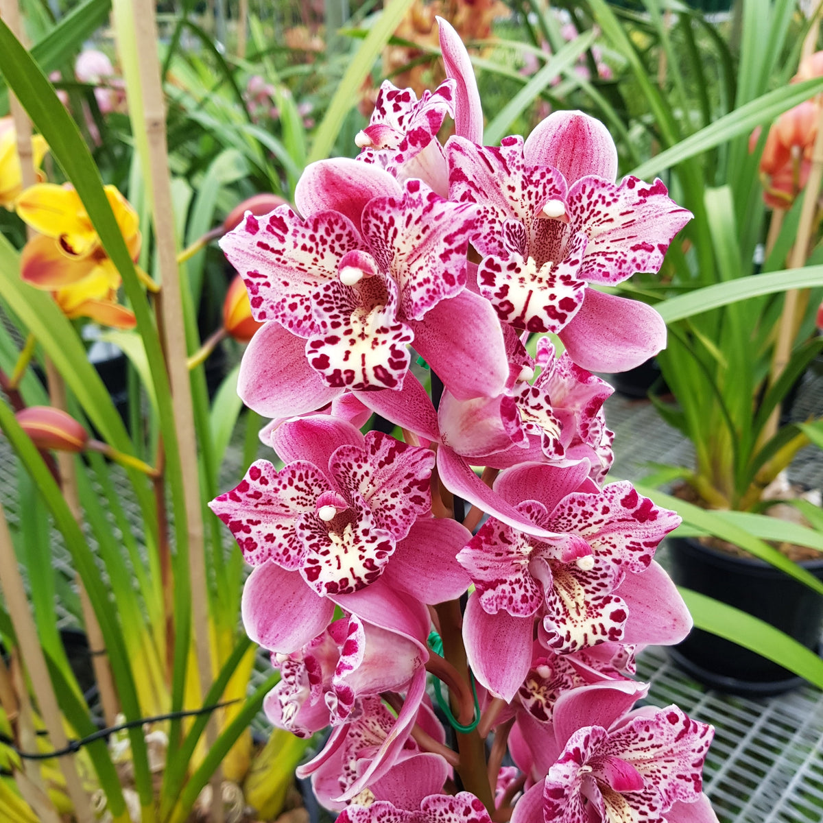 Strathdown Buy Orchids Online Australia | Collectors Online