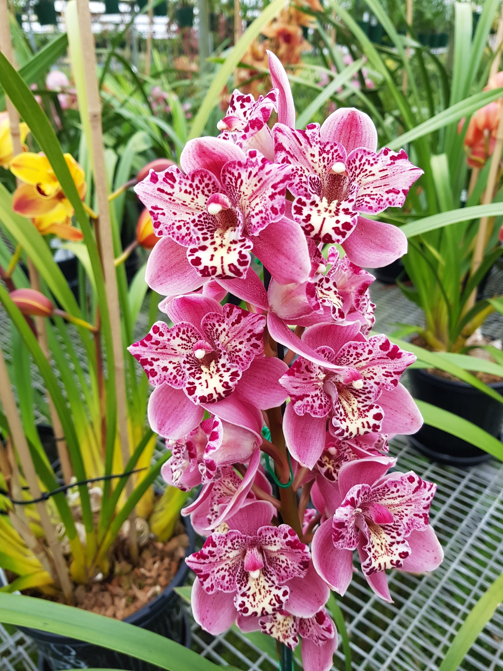 Cymbidium Strathdon 'Cooksbridge Fantasy' 6” pot