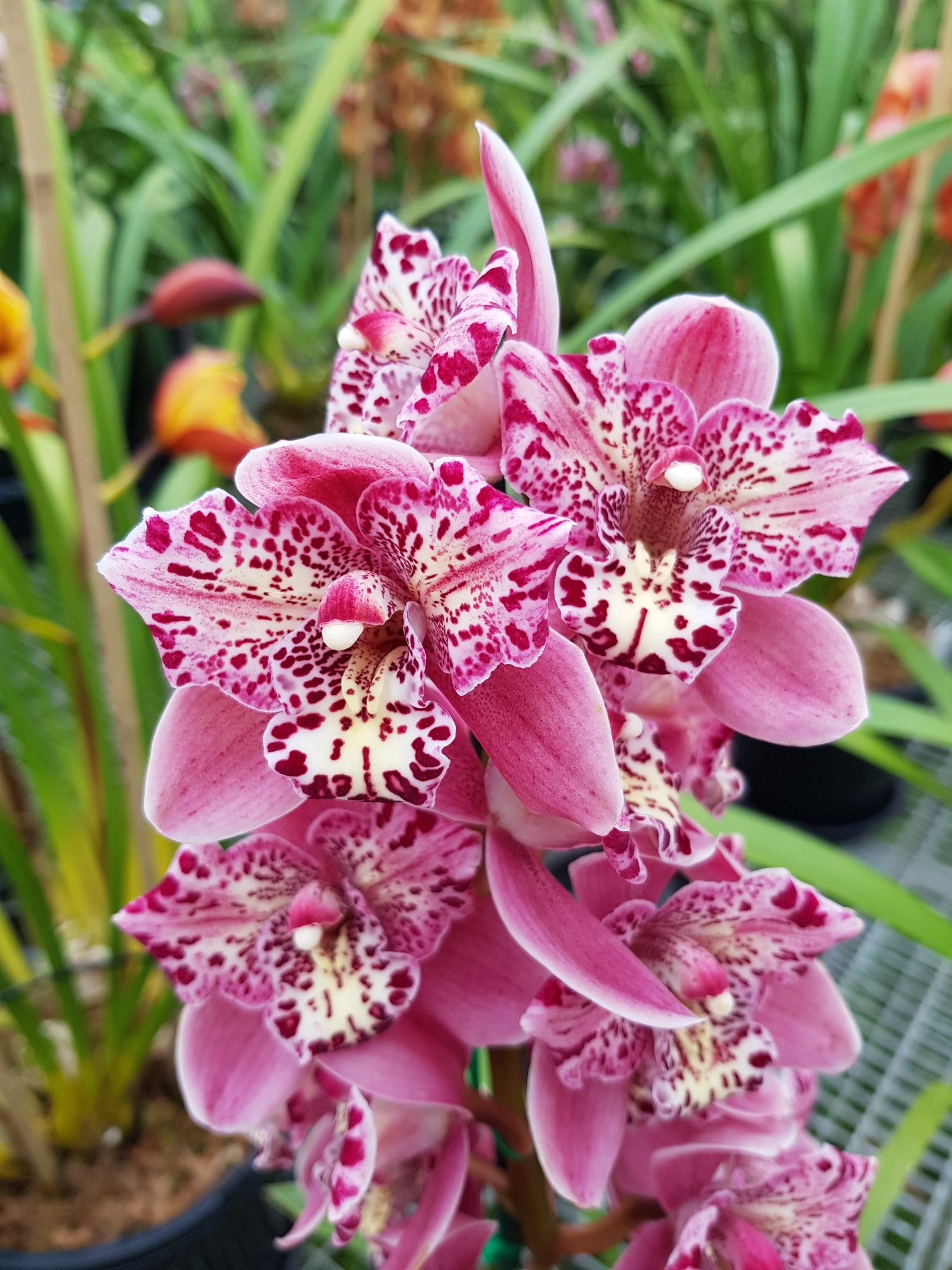 Cymbidium Strathdon 'Cooksbridge Fantasy' 6” pot