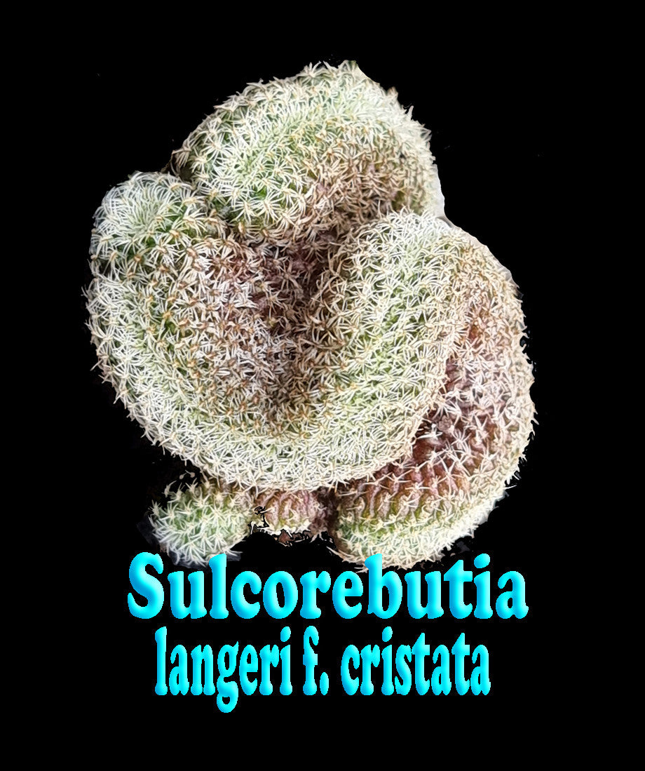 Sulcorebutia langeri cristata