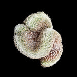 Sulcorebutia langeri cristata – Unique Crested Cactus