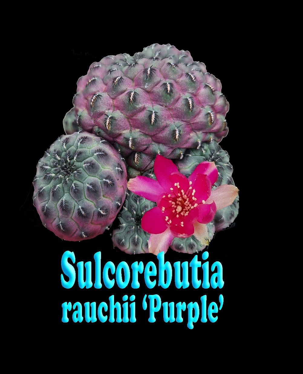 Sulcorebutia rauschii 'Purple'