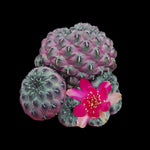 Sulcorebutia rauschii 'Purple' - A Striking Purple-Hued Cactus (Not WA)