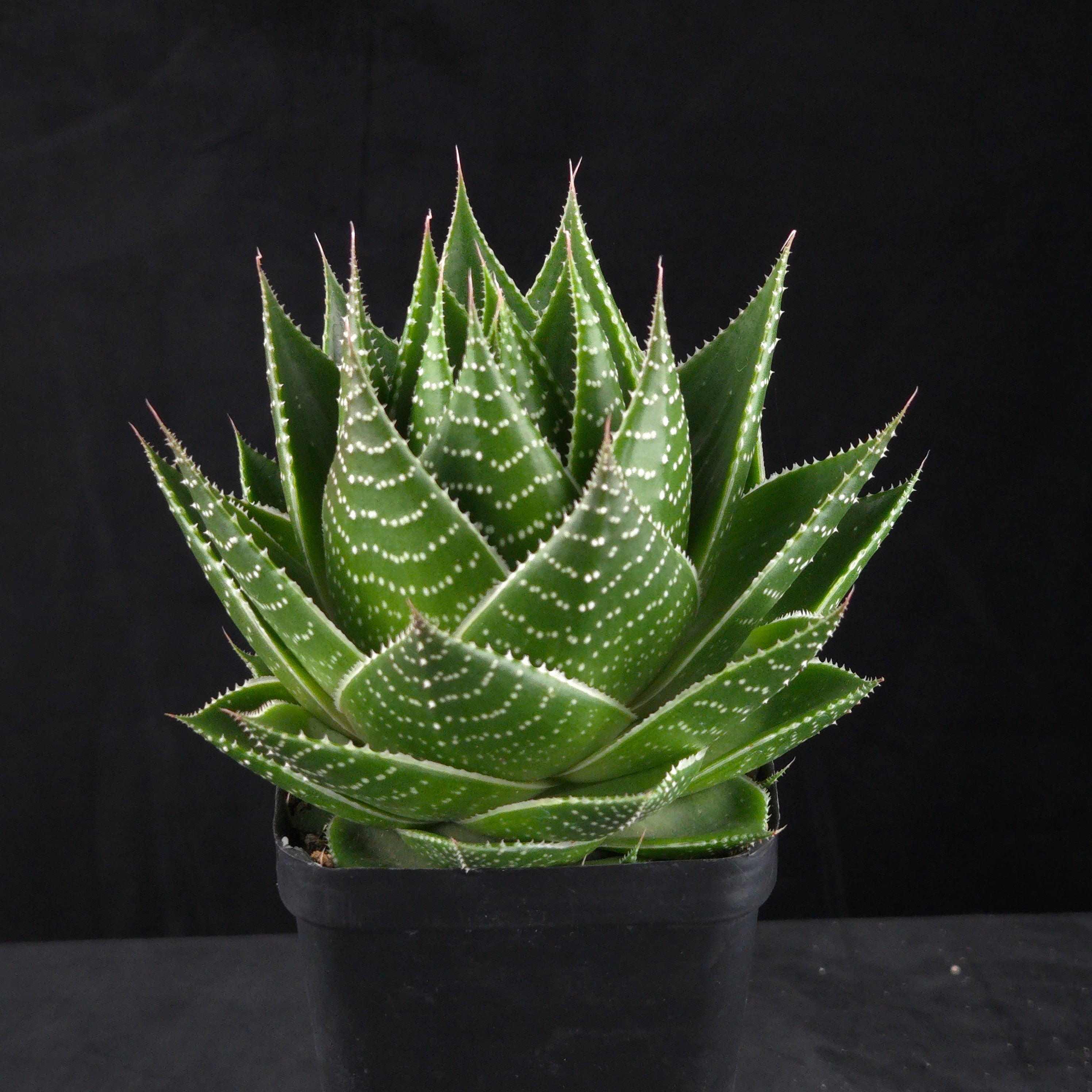 Gasteraloe Cosmo Succulent Collectors Online gasteraloe-cosmo-succulent-collectors-online