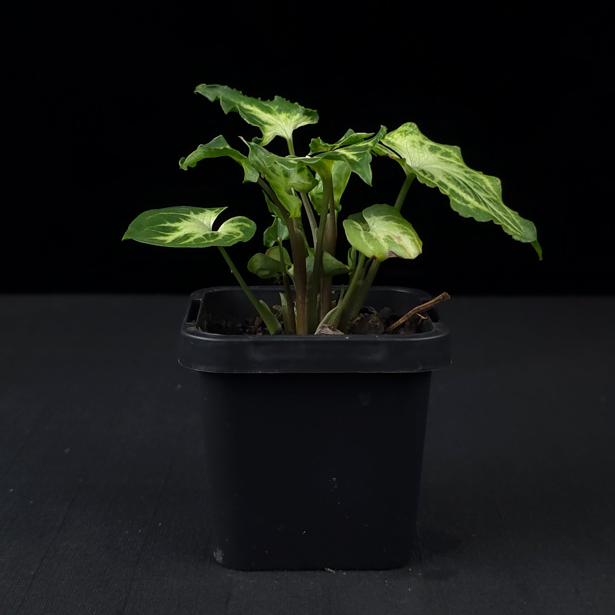 Syngonium podophyllum 'Batik'