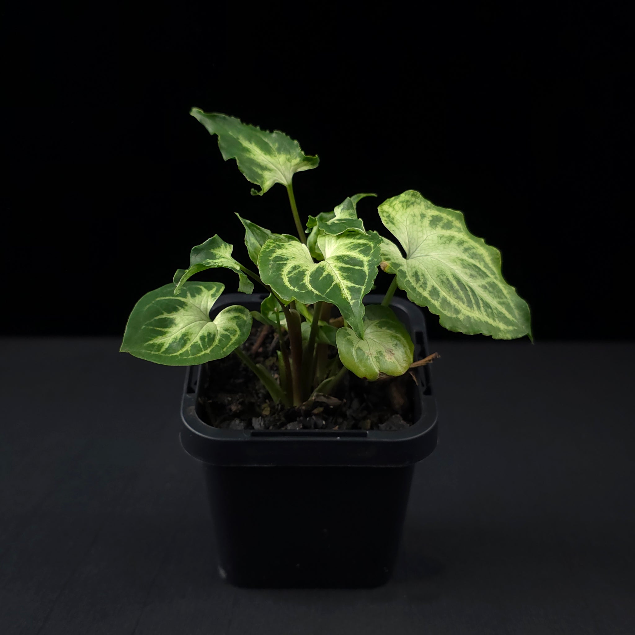 Syngonium podophyllum 'Batik'