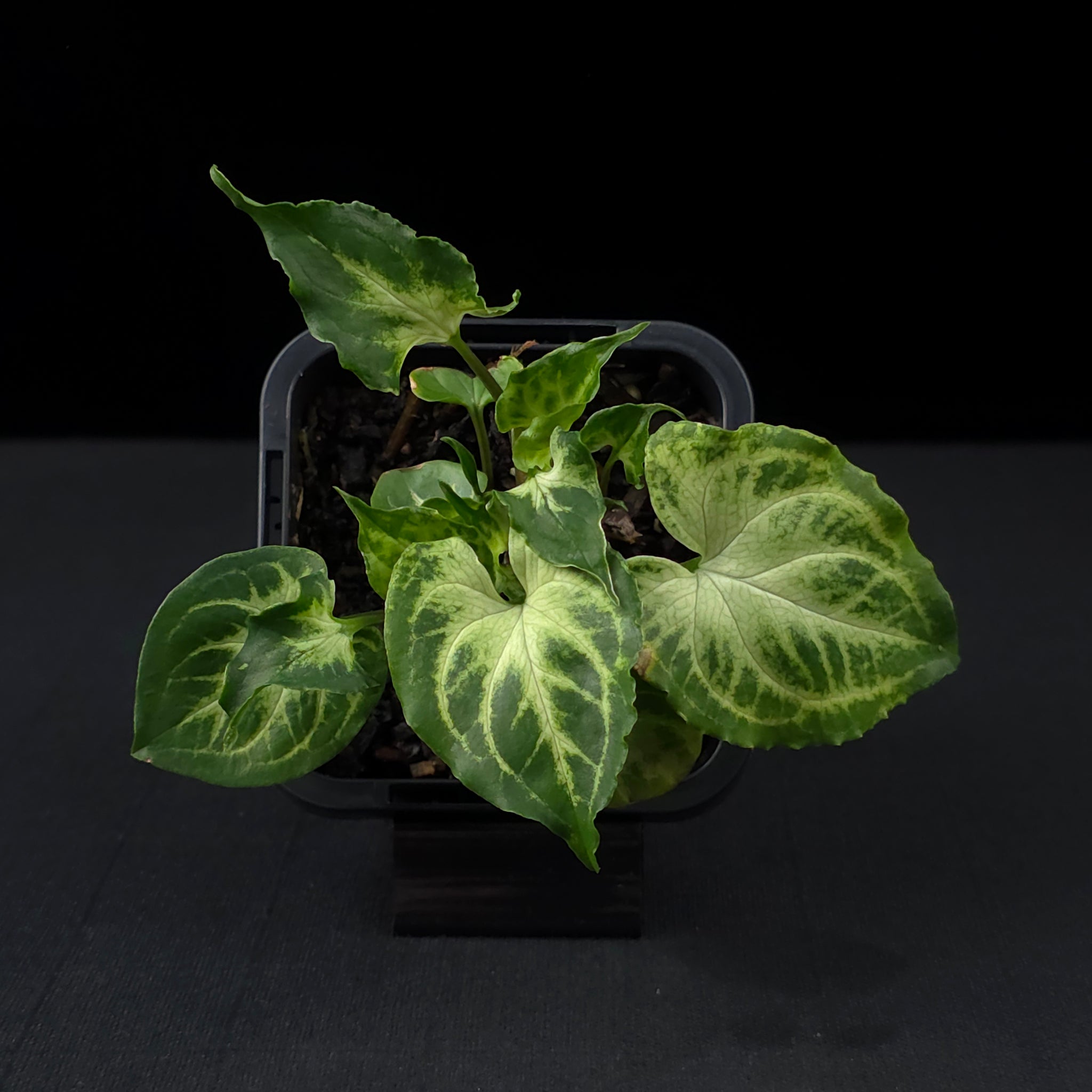 Syngonium podophyllum 'Batik'
