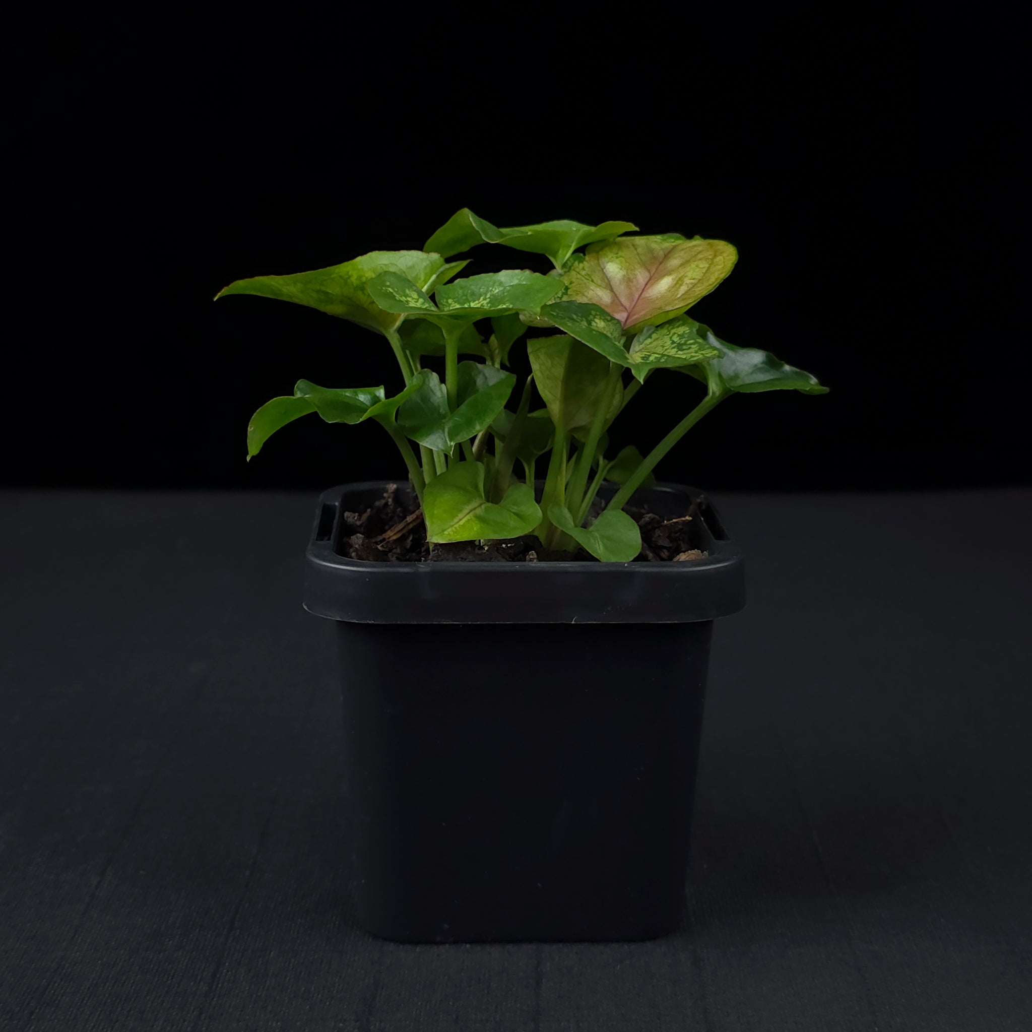 Syngonium podophyllum 'Berry'