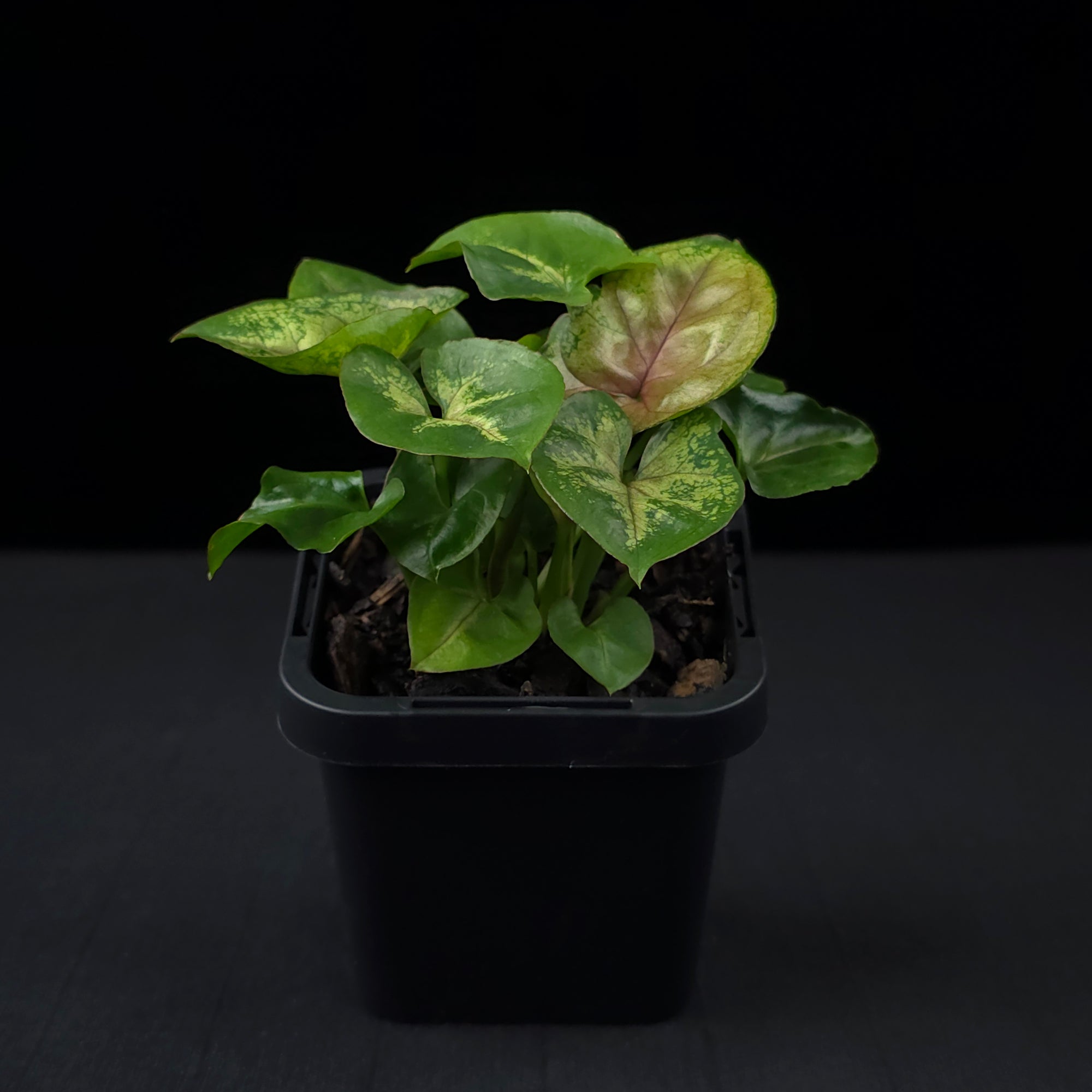 Syngonium podophyllum 'Berry'