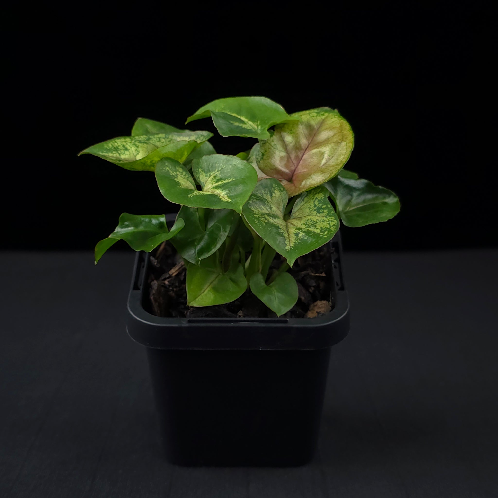 Syngonium podophyllum 'Berry'