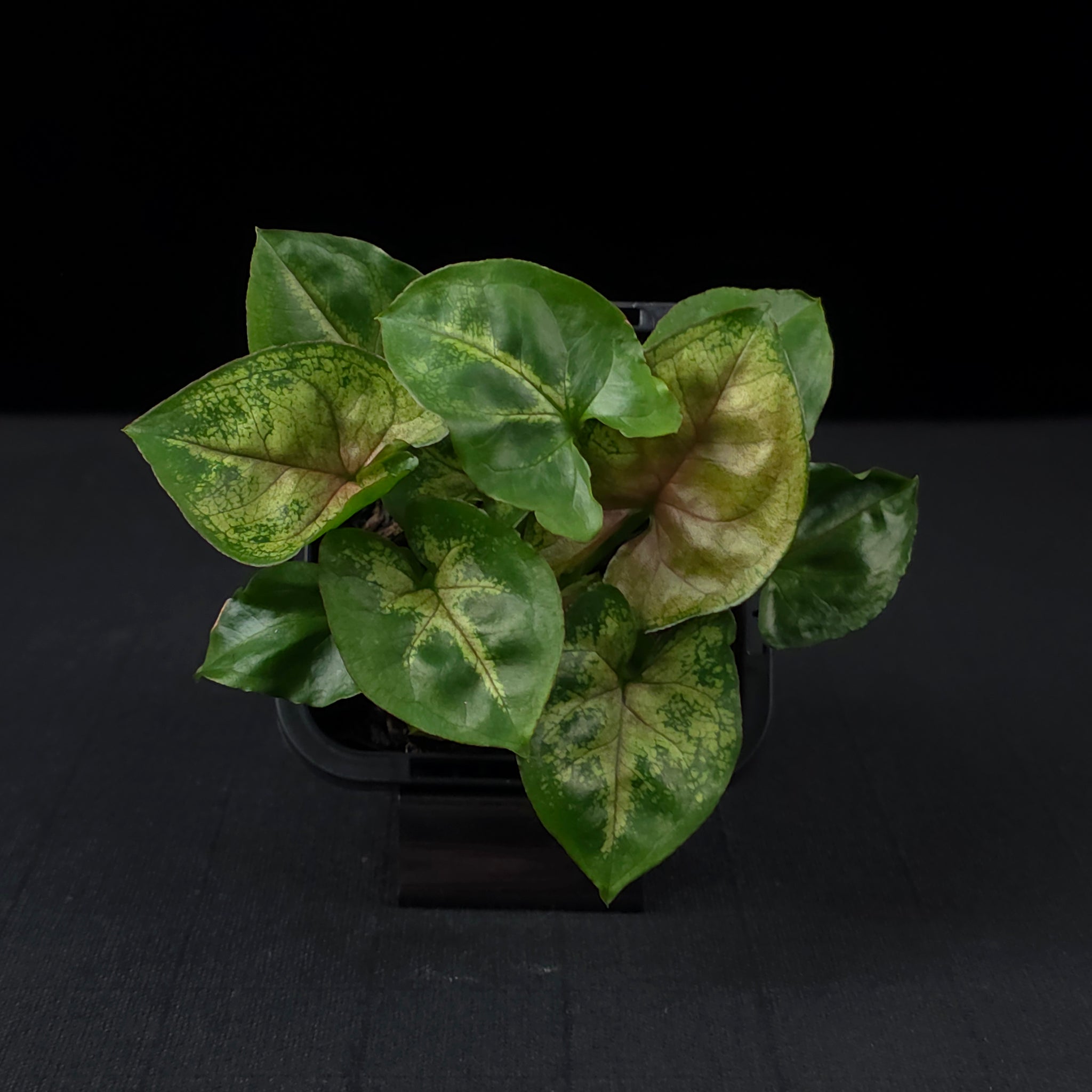 Syngonium podophyllum 'Berry'