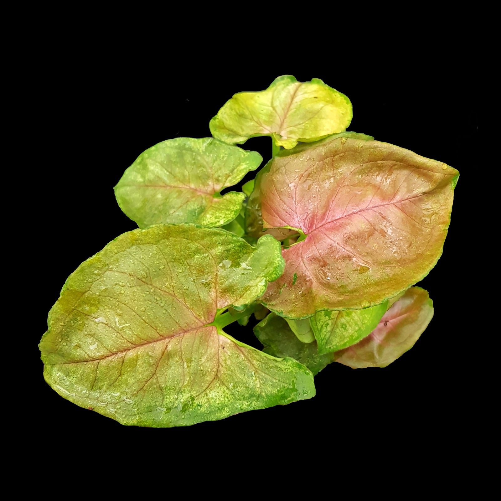 Syngonium-Berry
