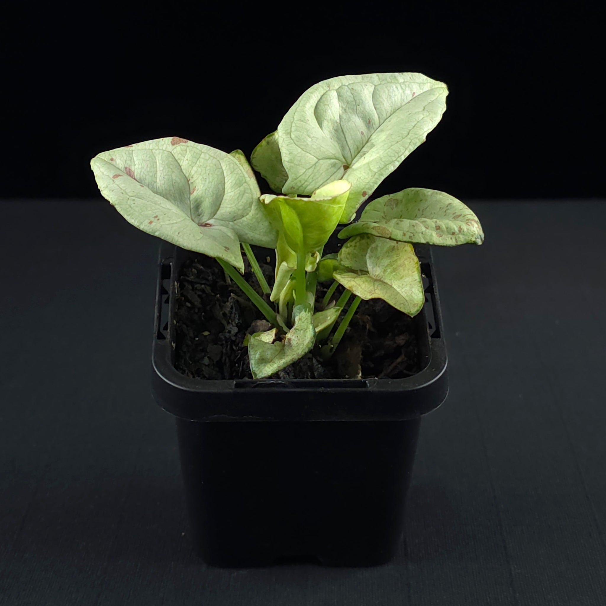 Syngonium podophyllum 'Confetti'