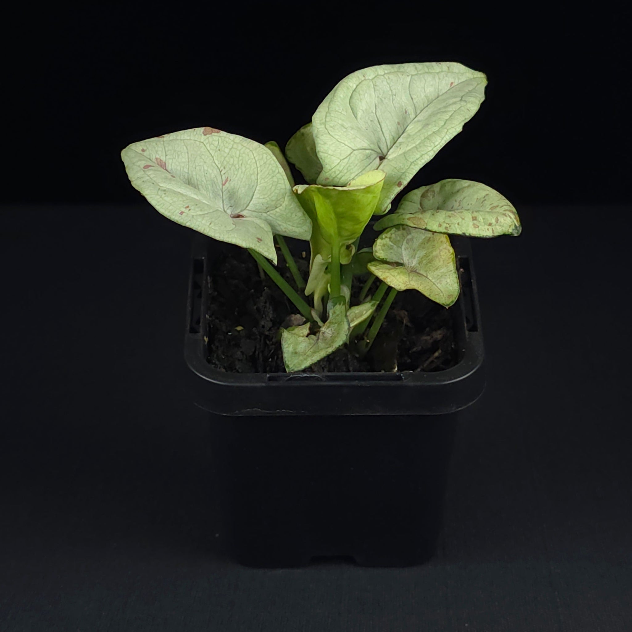 Syngonium podophyllum 'Confetti'