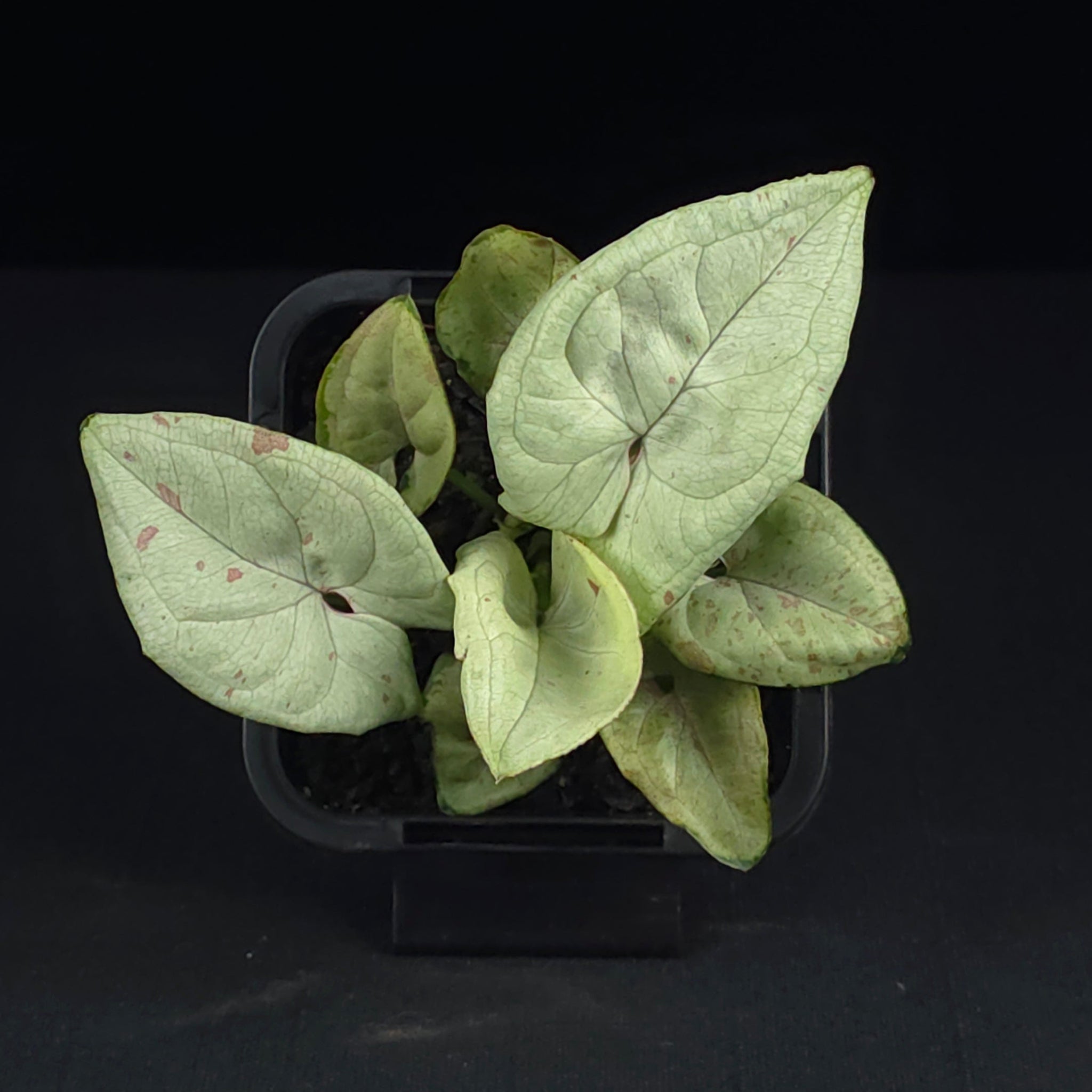 Syngonium podophyllum 'Confetti'