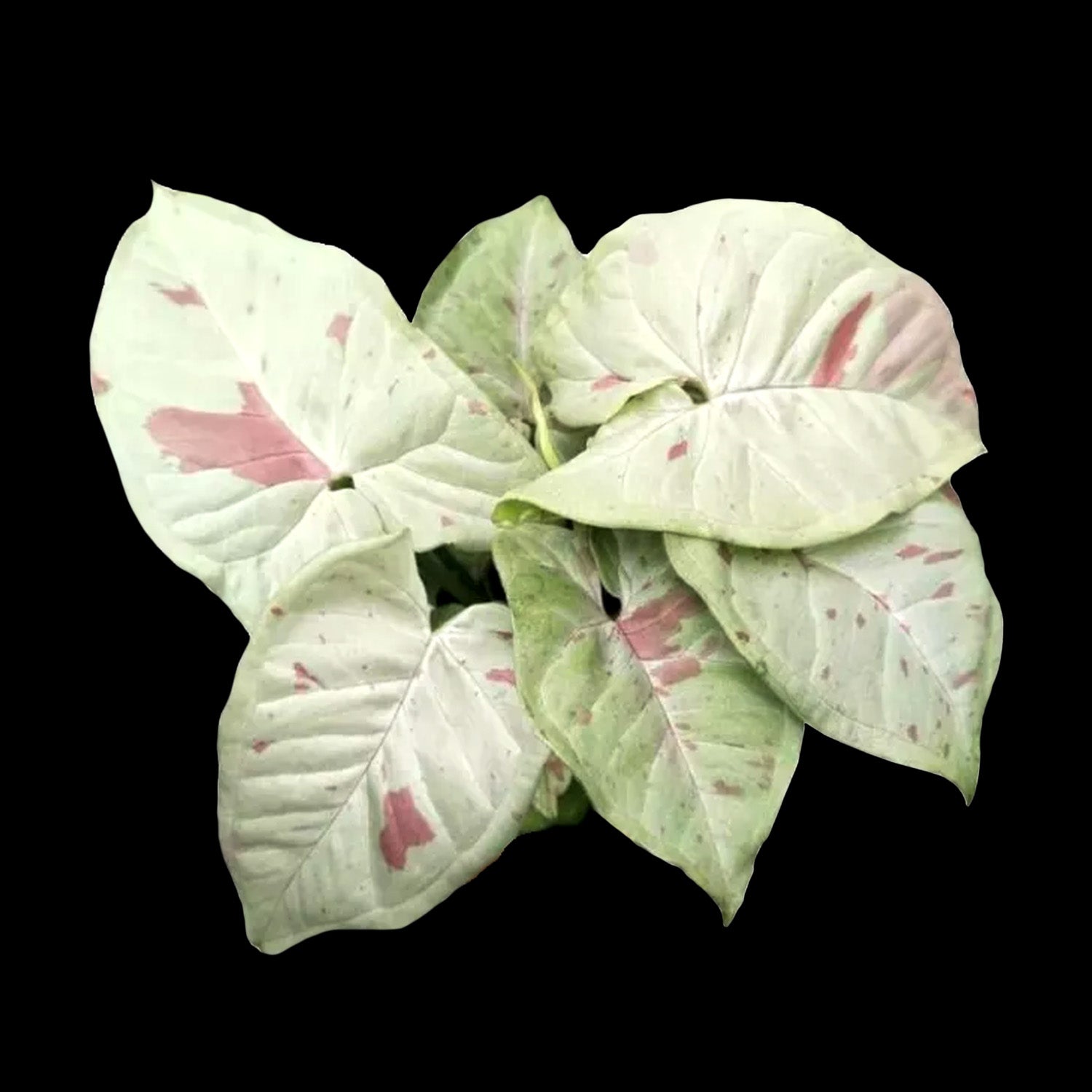 Syngonium podophyllum 'Confetti'