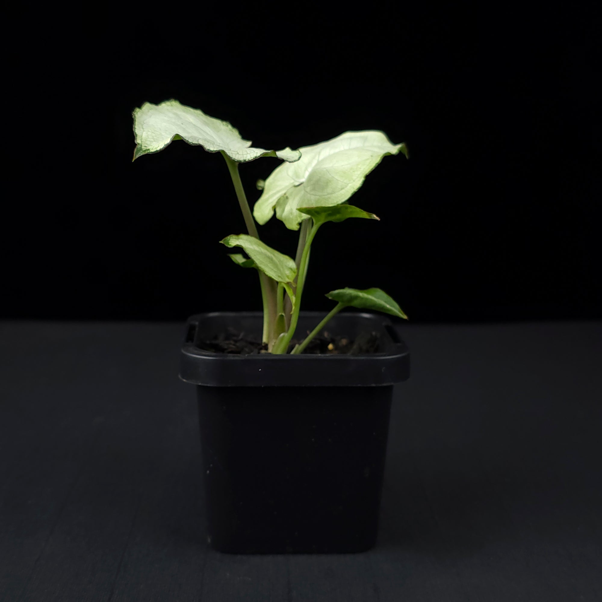 Syngonium podophyllum 'Holly'