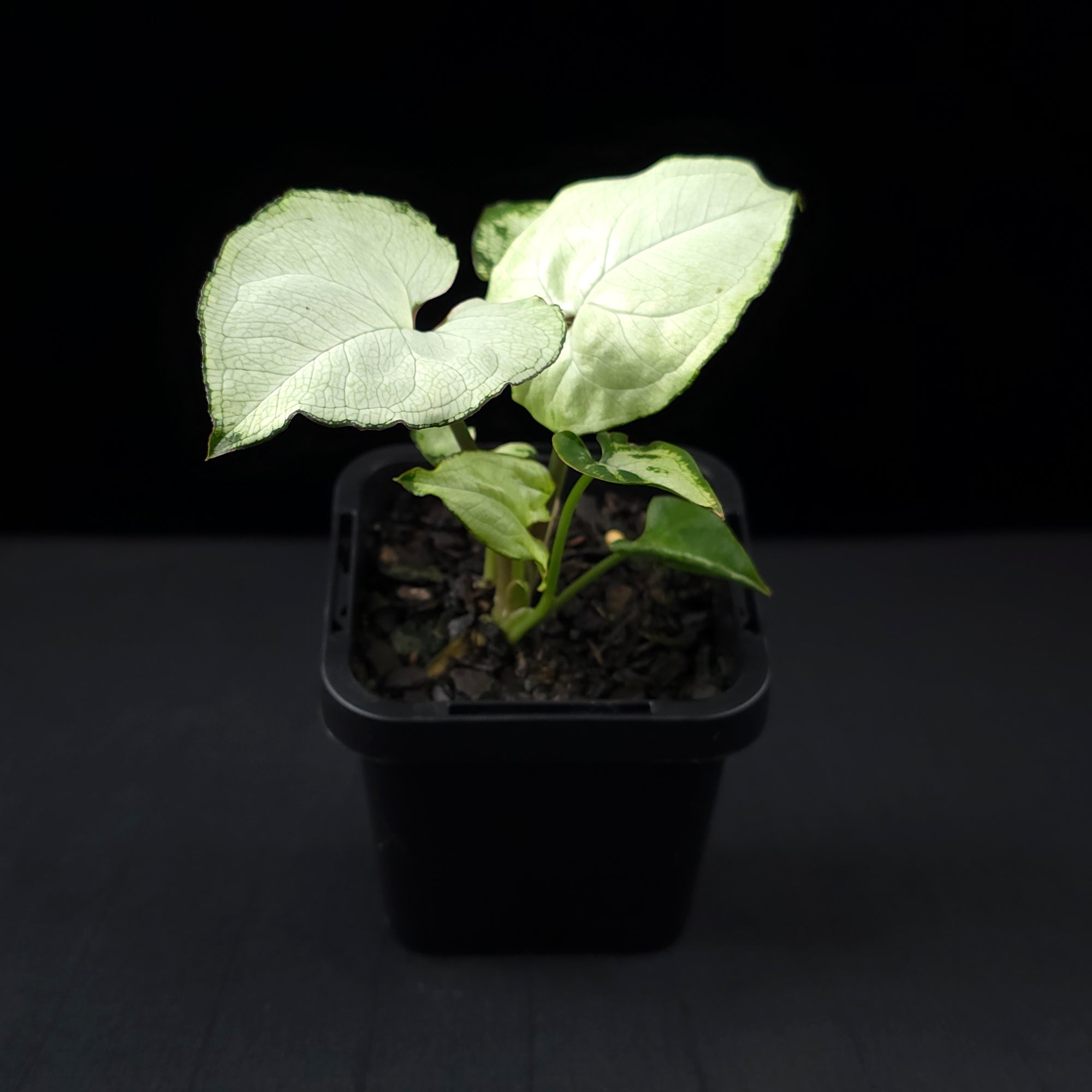Syngonium podophyllum 'Holly'