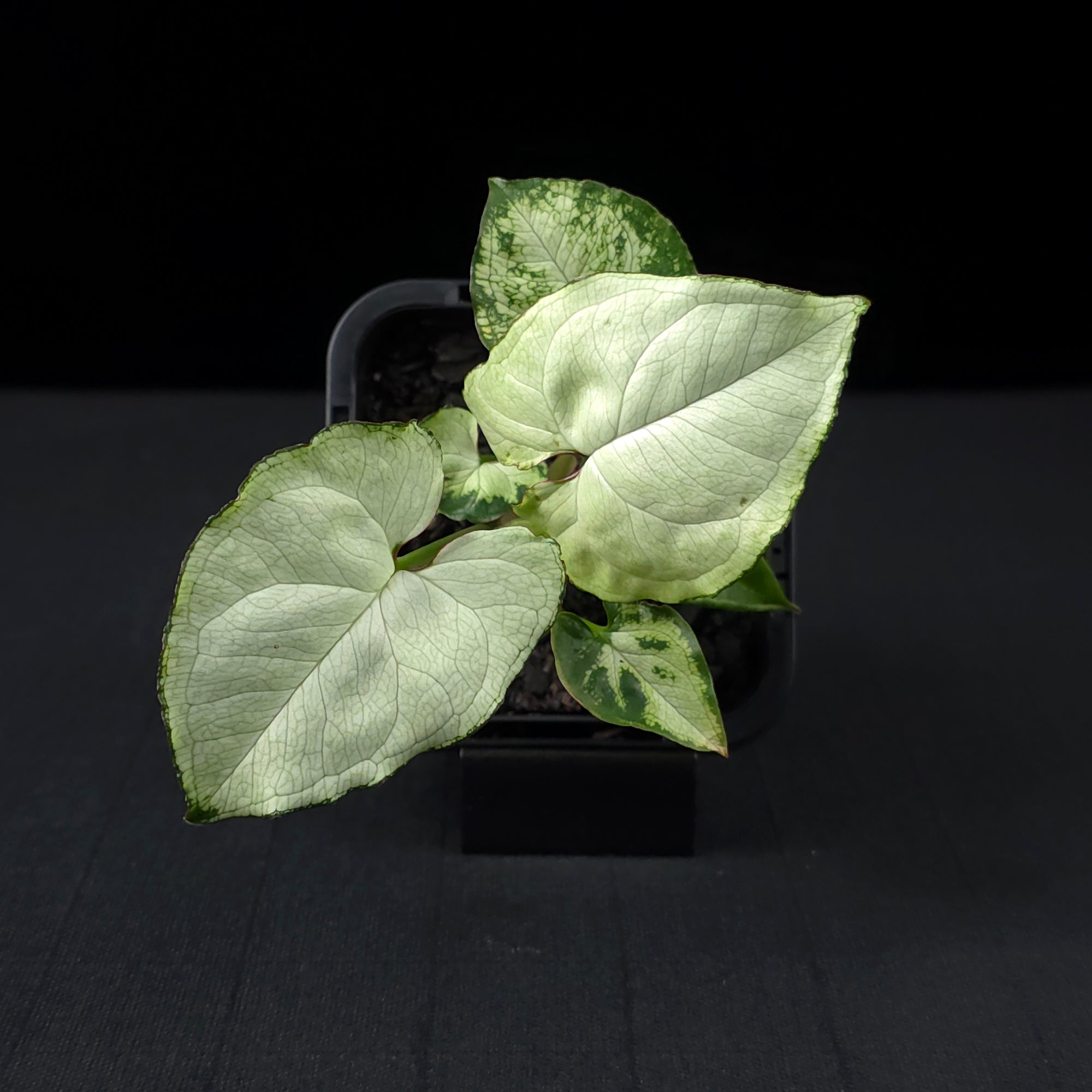 Syngonium podophyllum 'Holly'