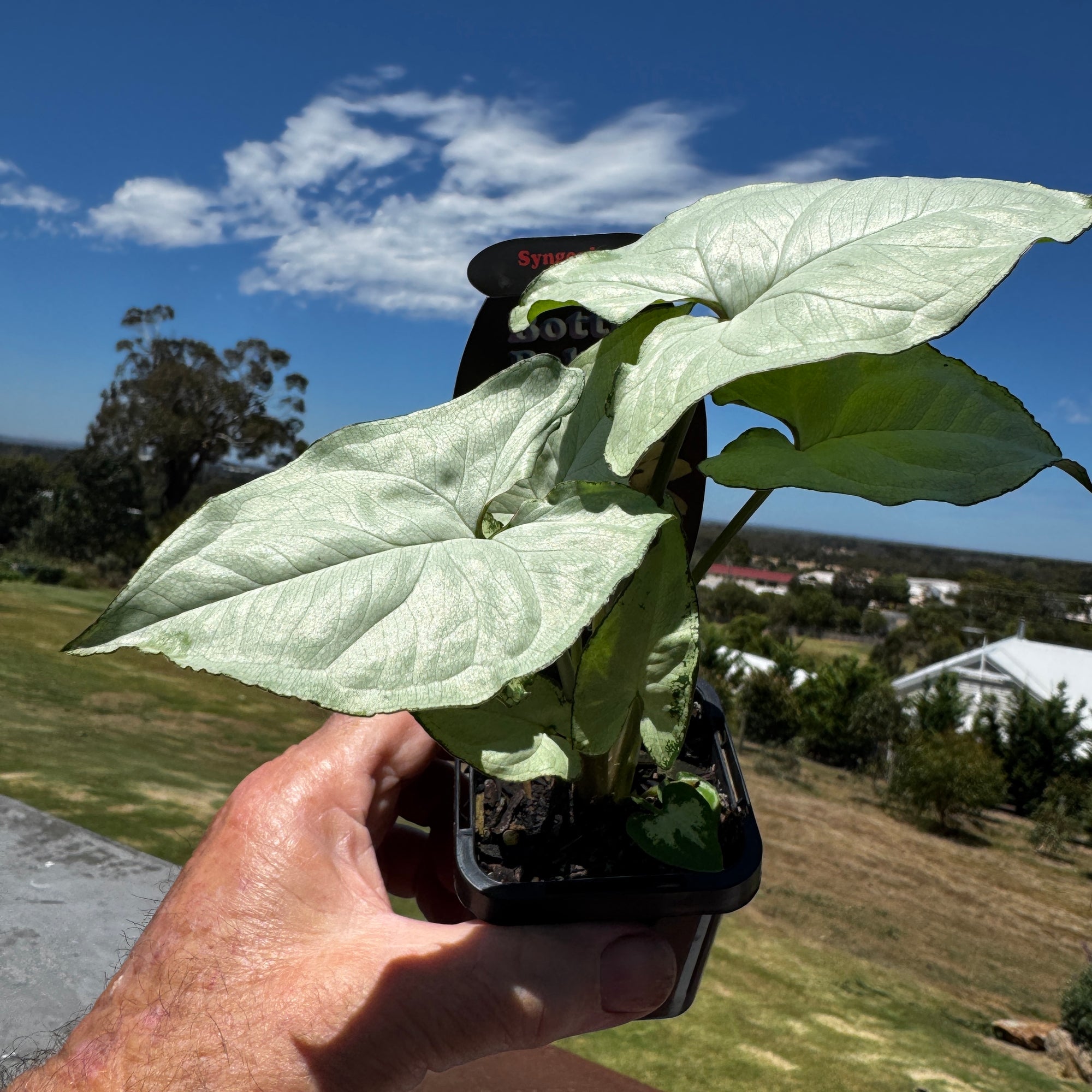 Syngonium-Holly-Plant-66