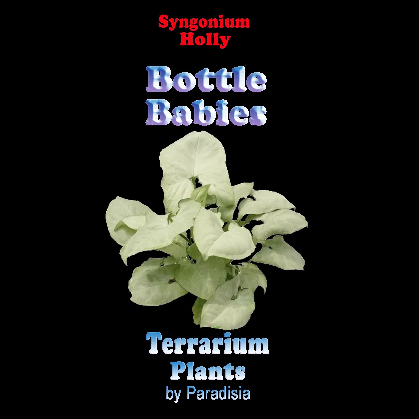 Syngonium-Holly-Tag