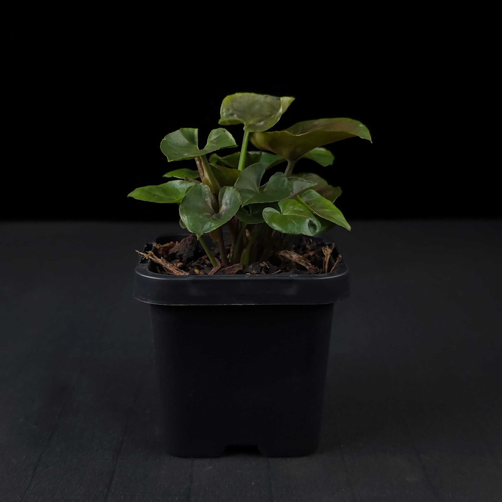 Syngonium podophyllum 'Maria'