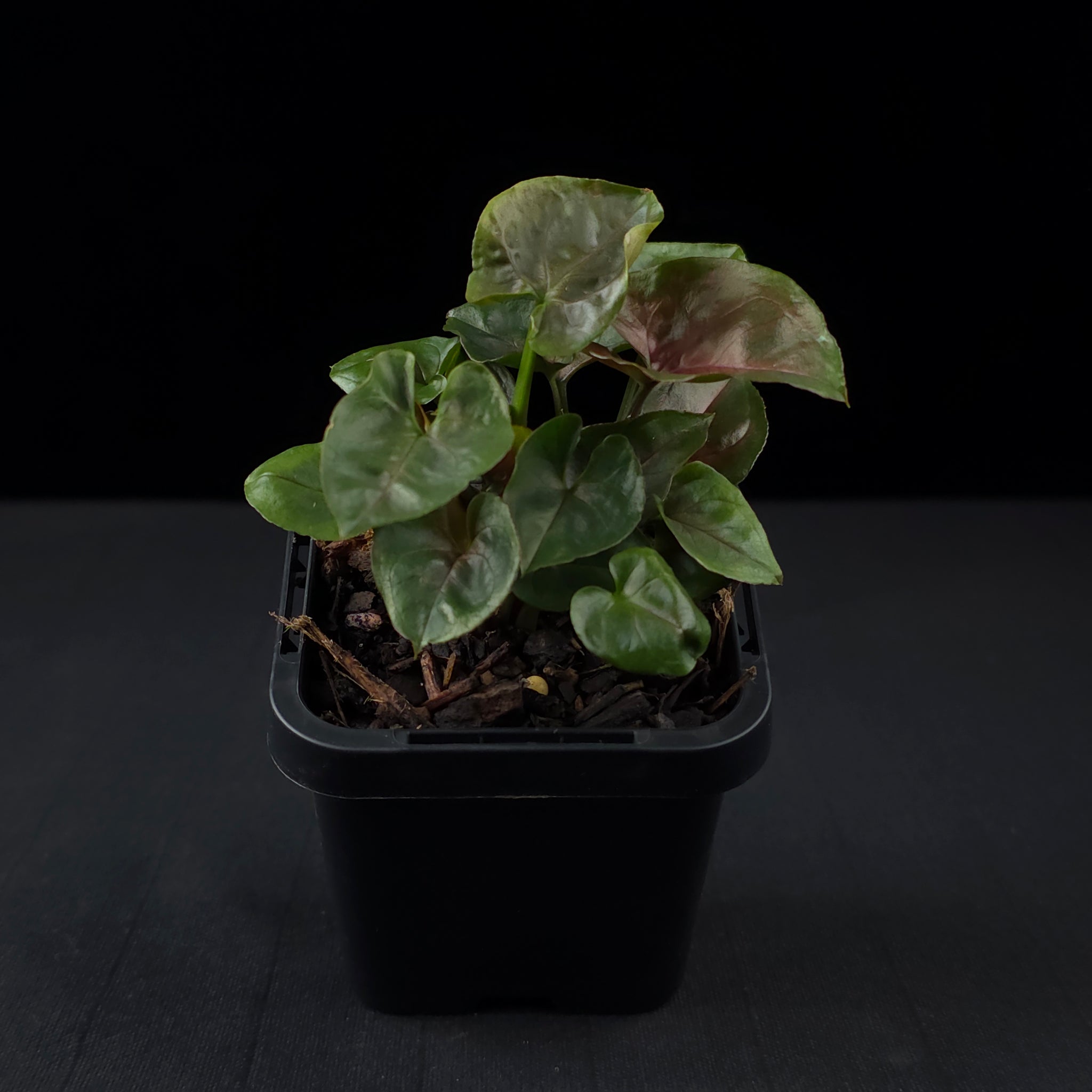 Syngonium podophyllum 'Maria'