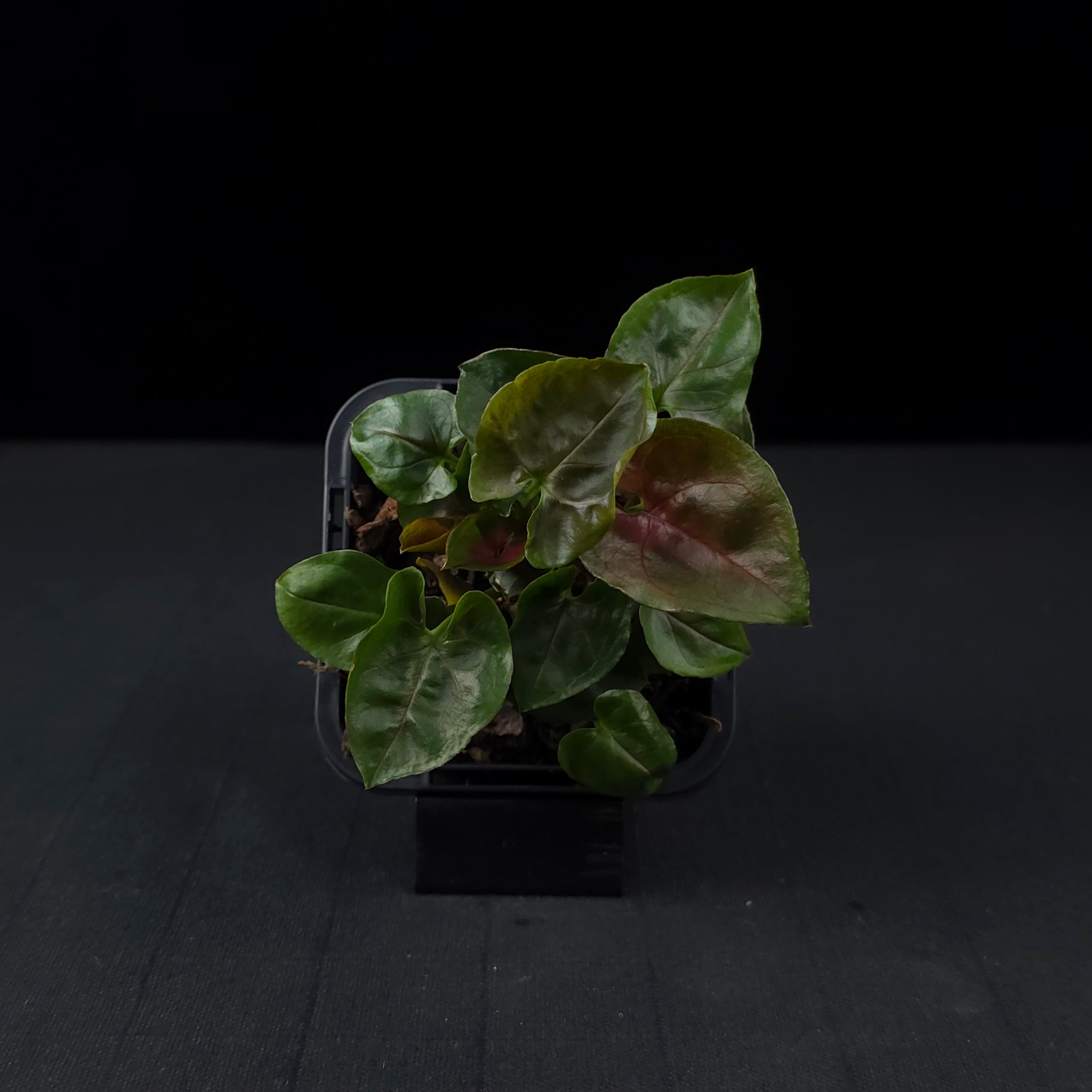 Syngonium podophyllum 'Maria'