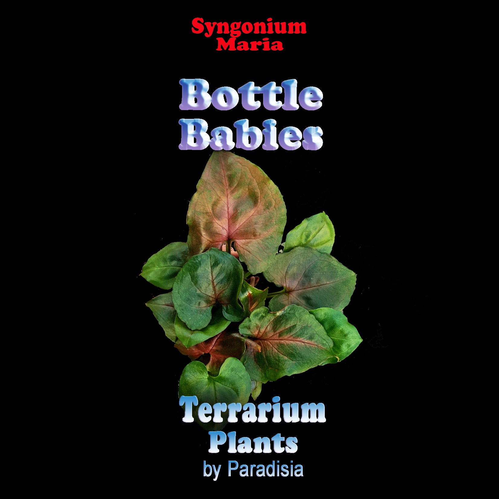 Syngonium-Maria-Tag