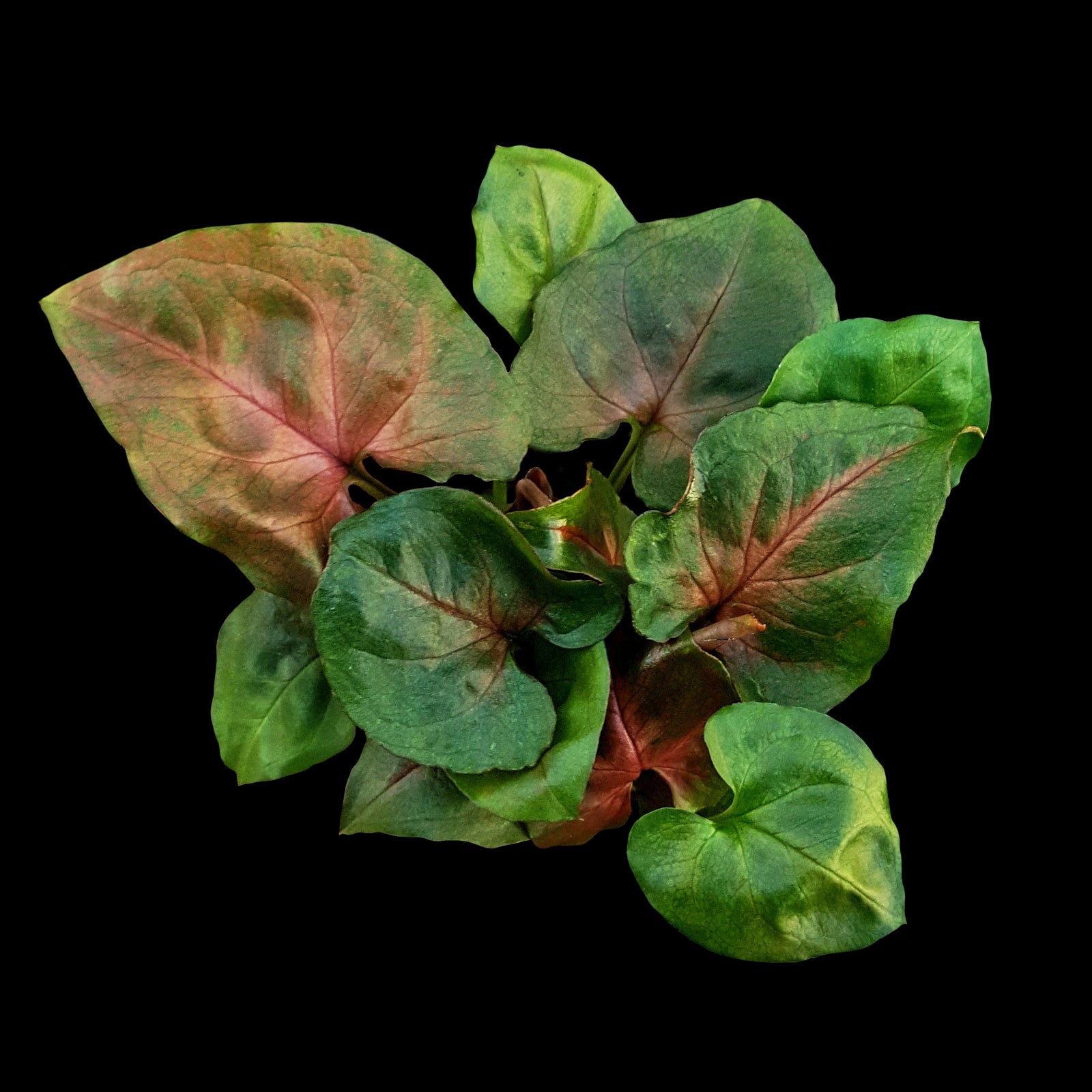 Syngonium-Maria