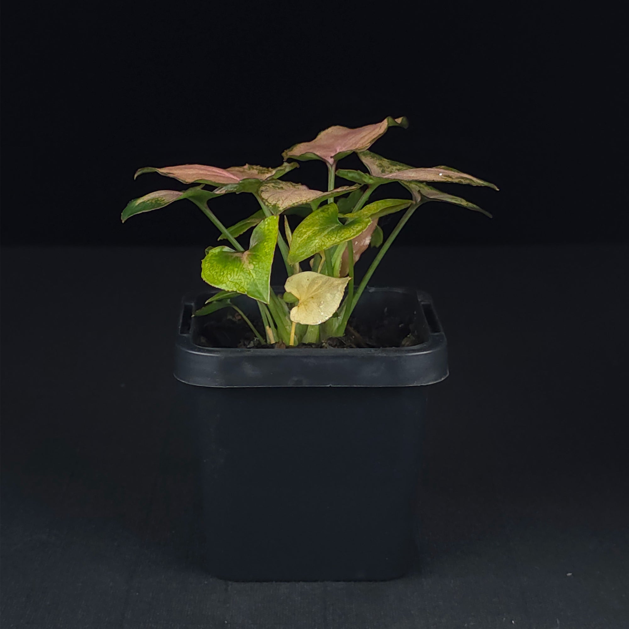 Syngonium podophyllum 'Maya Red'