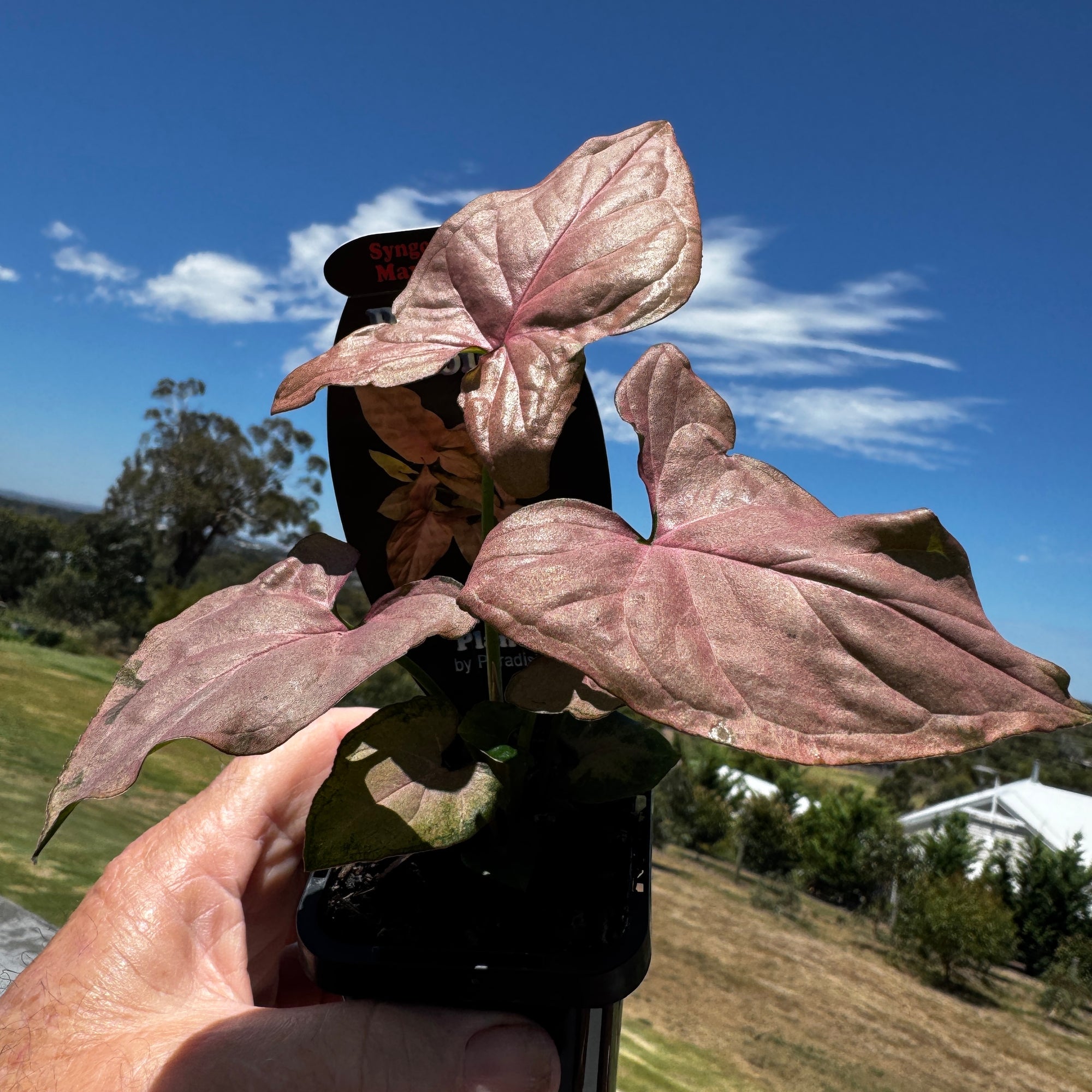 Syngonium-Maya-Red-Plant-66