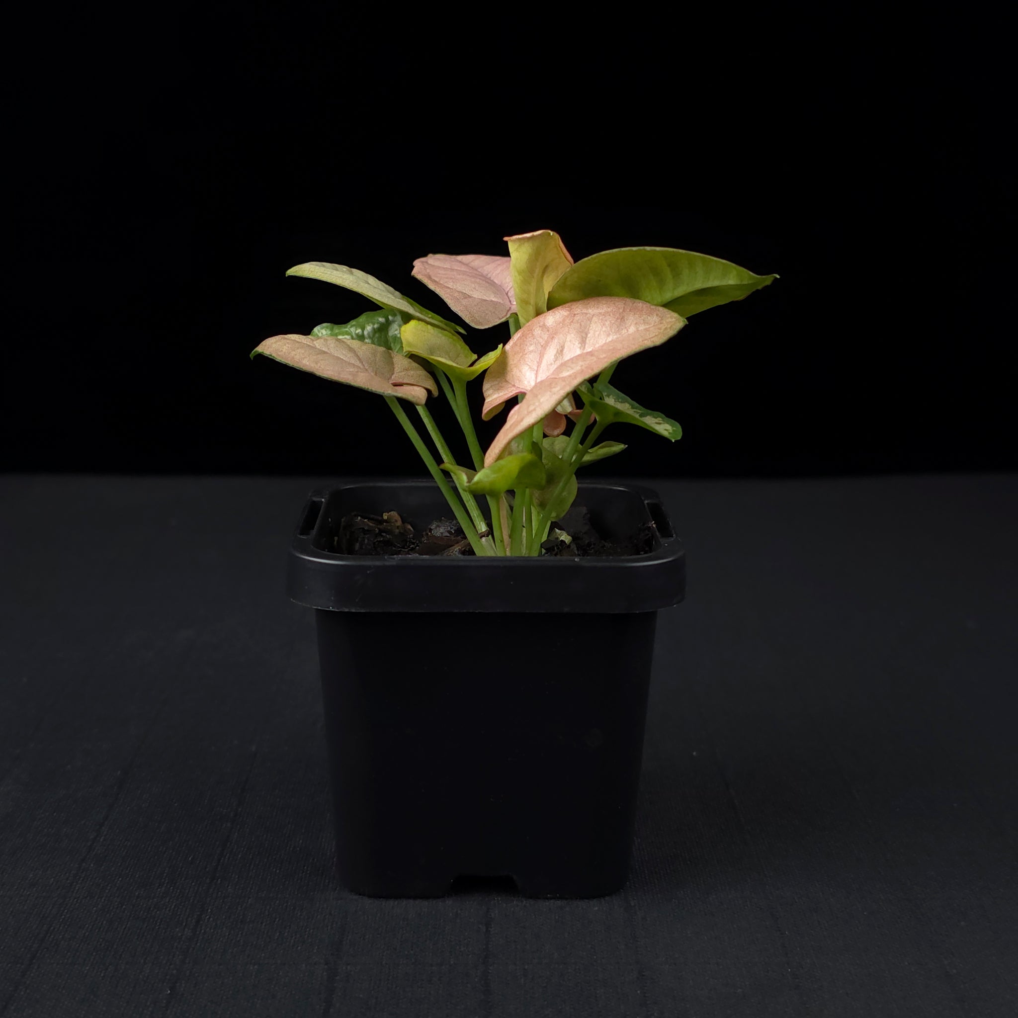 Syngonium podophyllum 'Neon'
