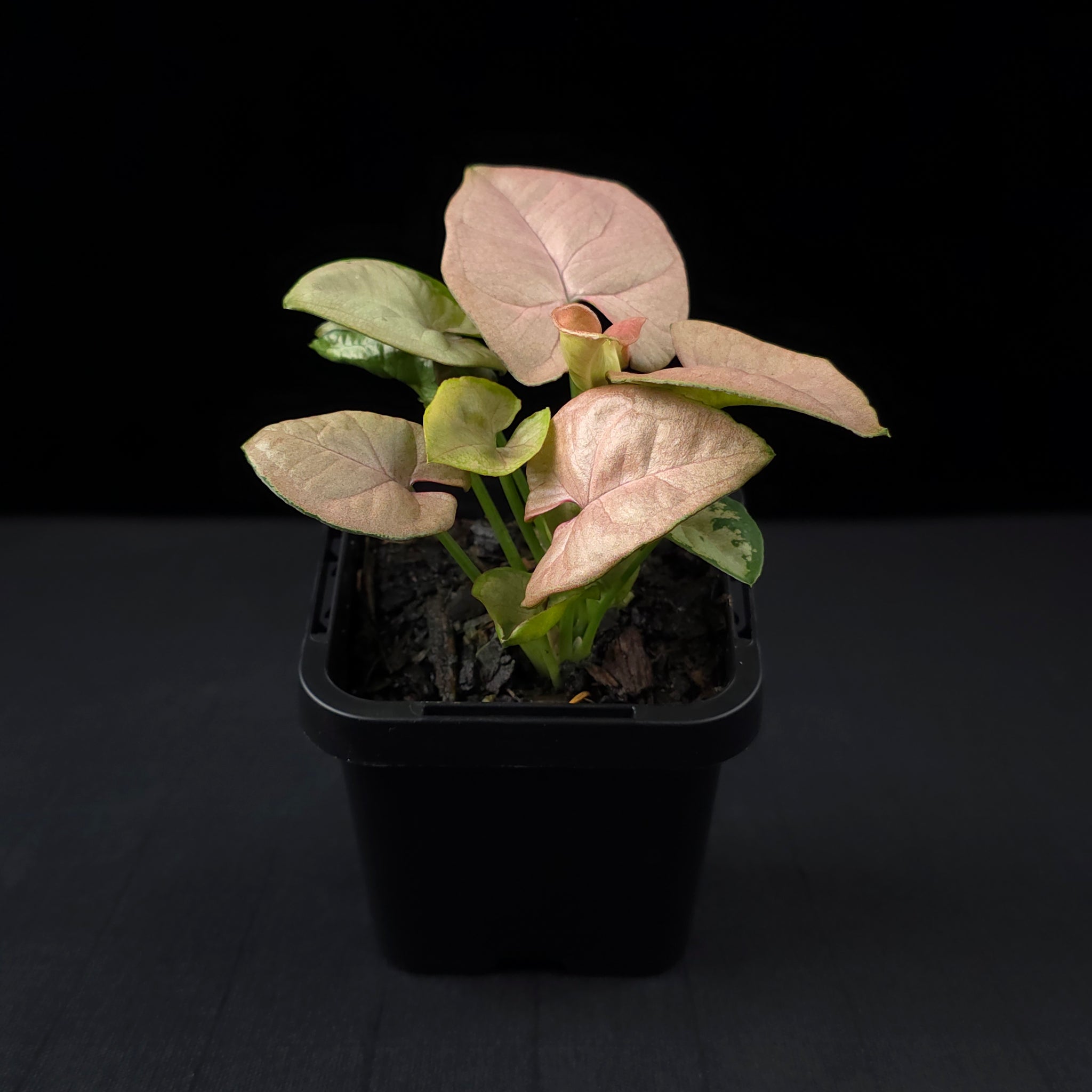 Syngonium podophyllum 'Neon'
