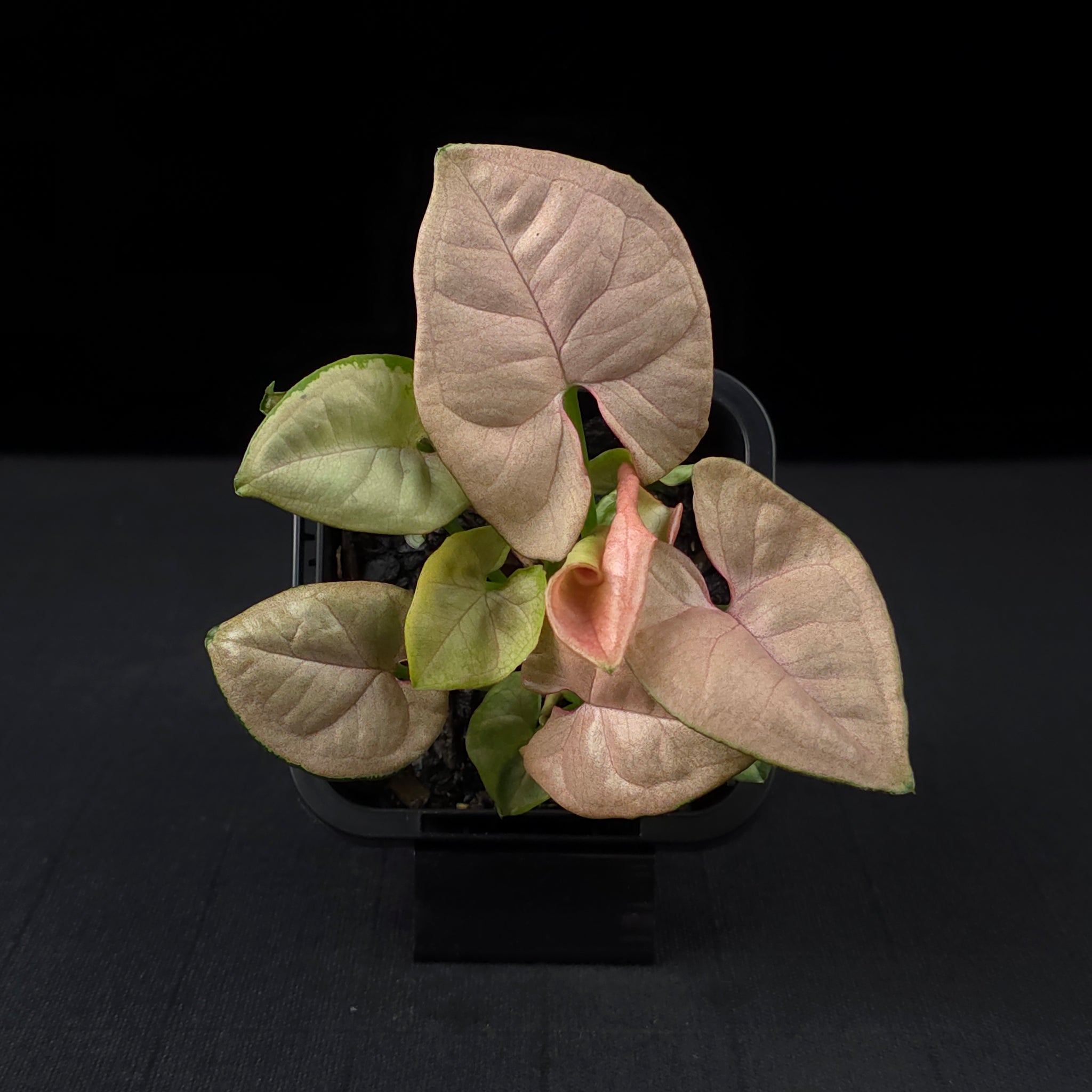 Syngonium podophyllum 'Neon'
