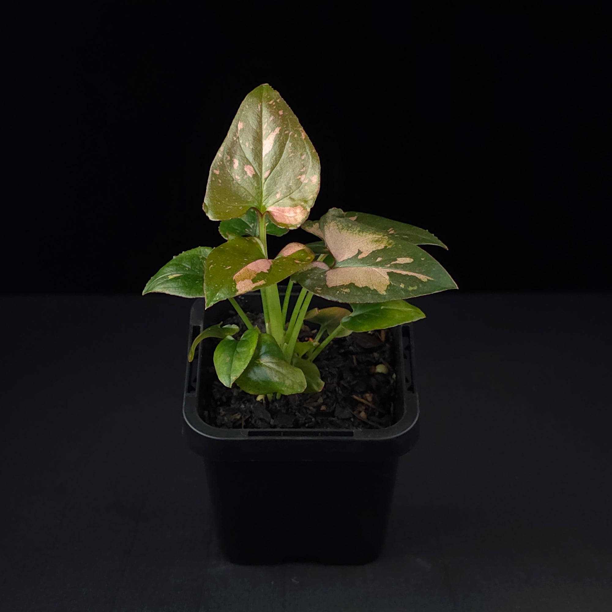 Syngonium podophyllum 'Pink Passion'