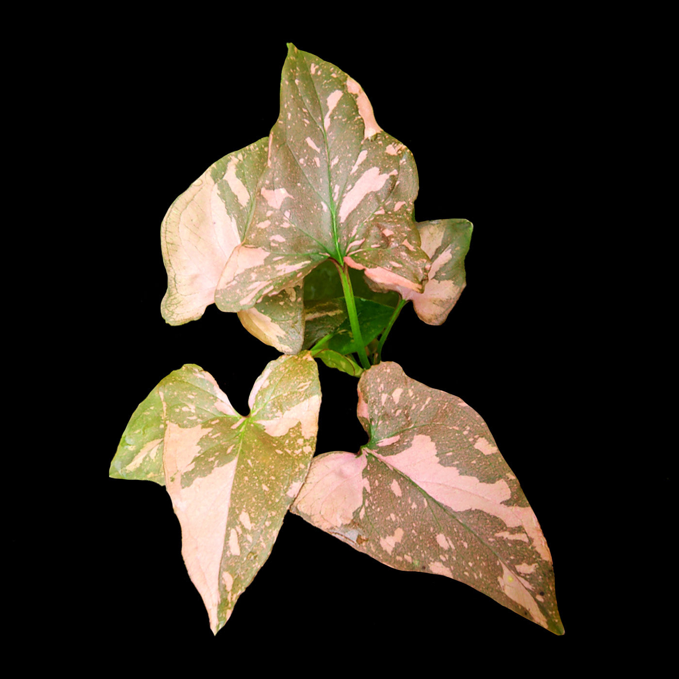 Syngonium-Pink-Passion