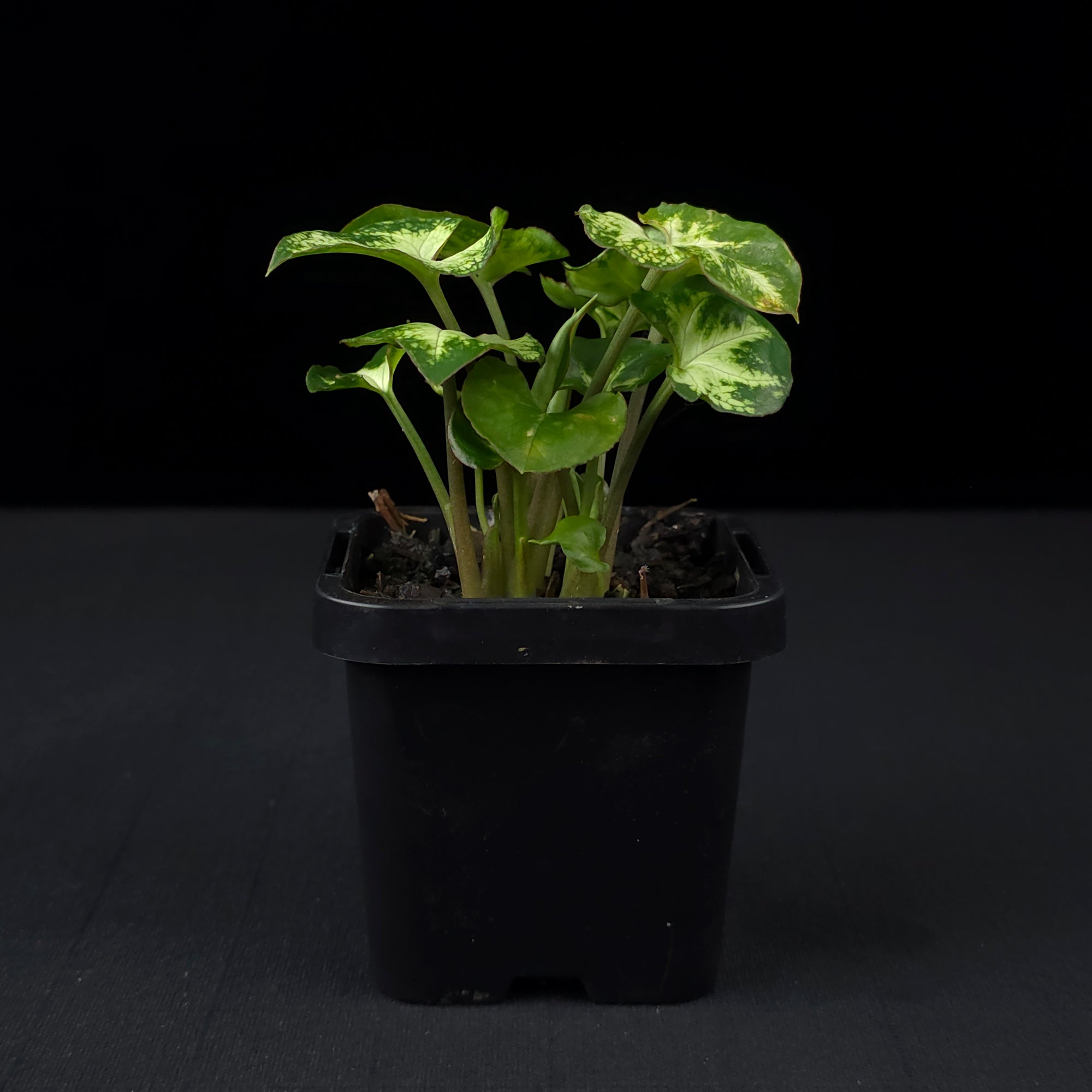 Syngonium podophyllum 'Pixie'
