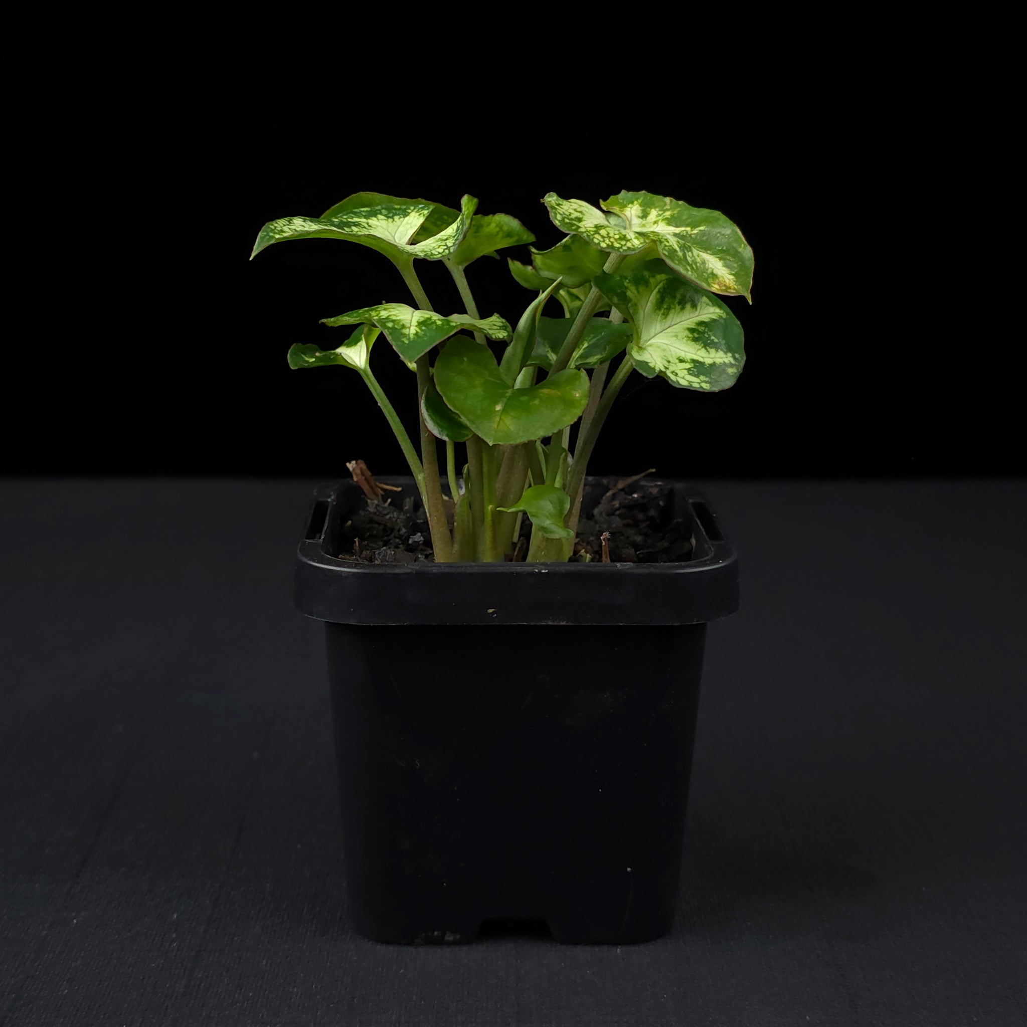 Syngonium podophyllum 'Pixie'