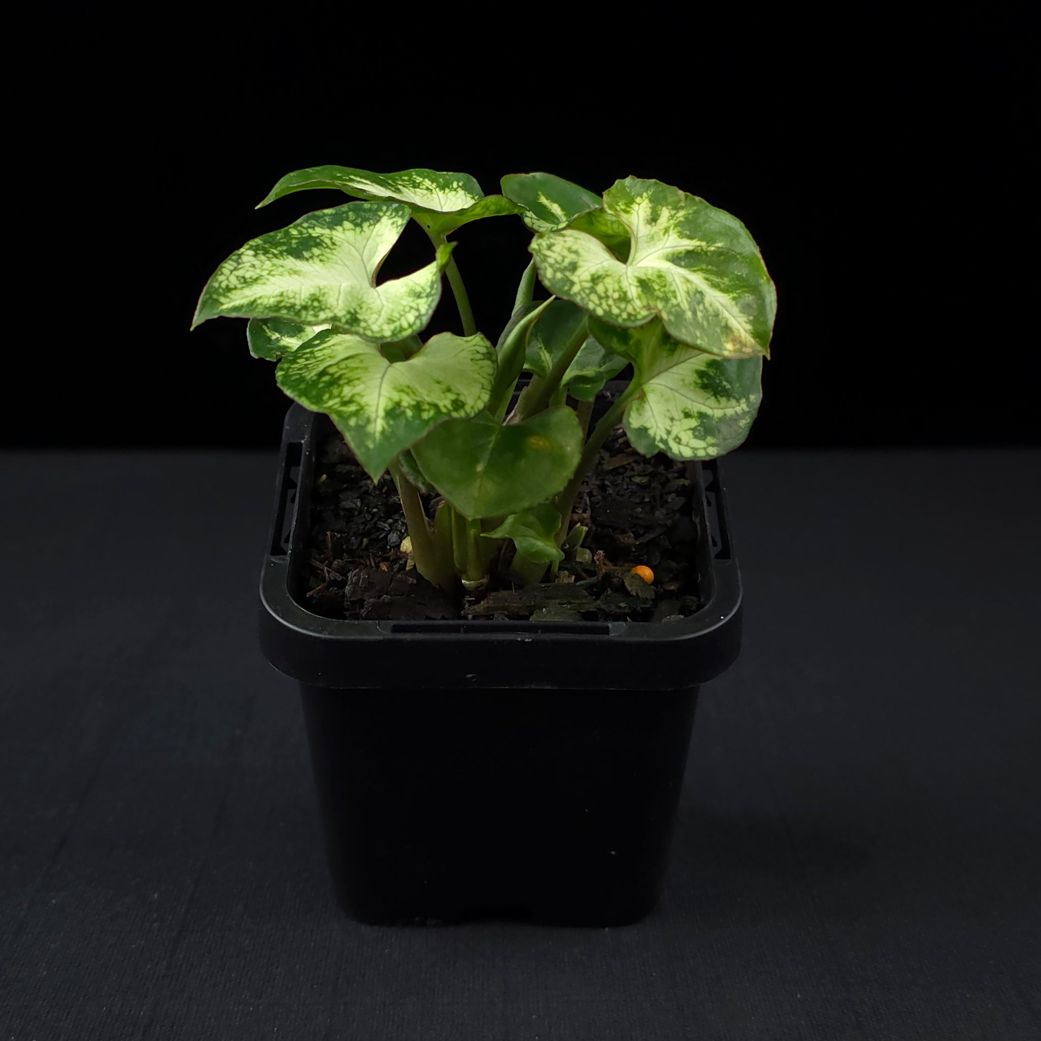 Syngonium podophyllum 'Pixie'