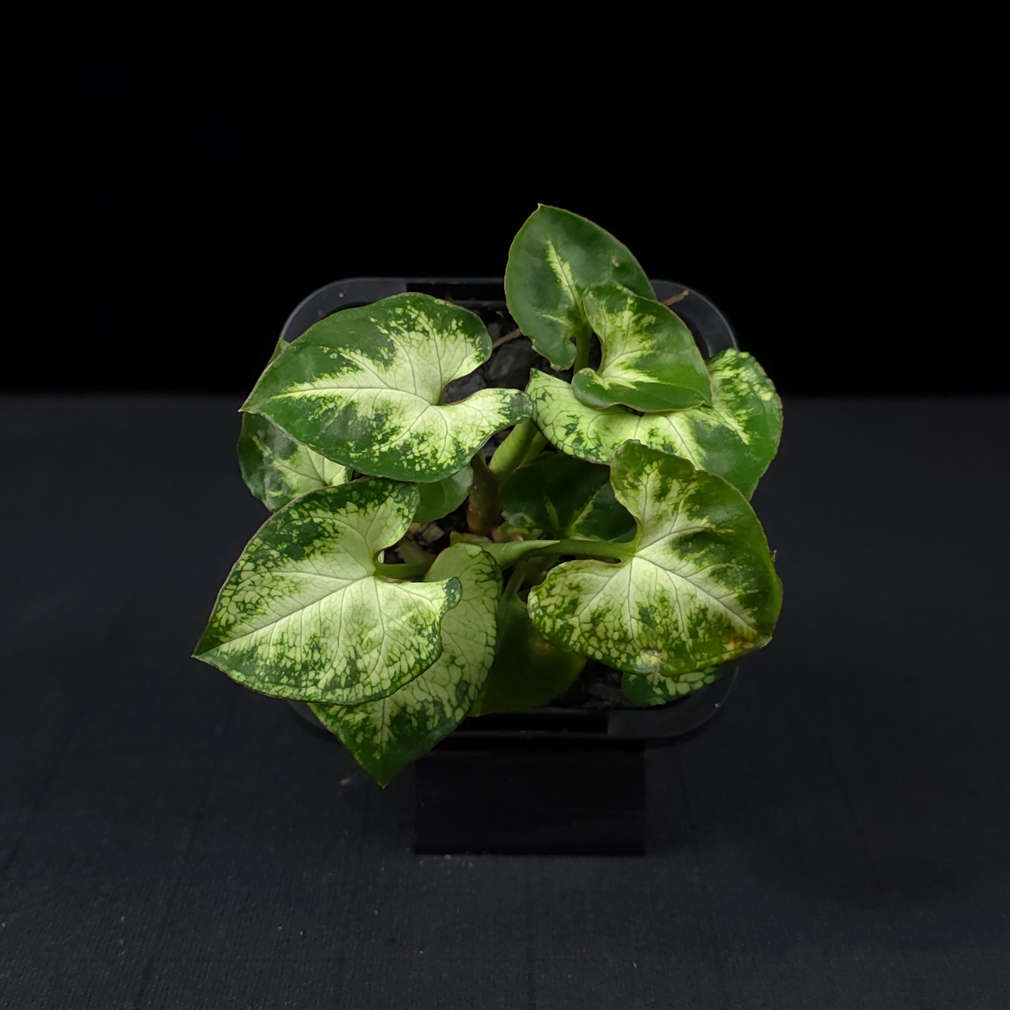 Syngonium podophyllum 'Pixie'