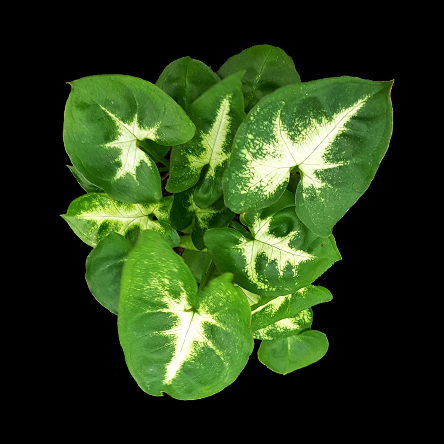 Syngonium-Pixie