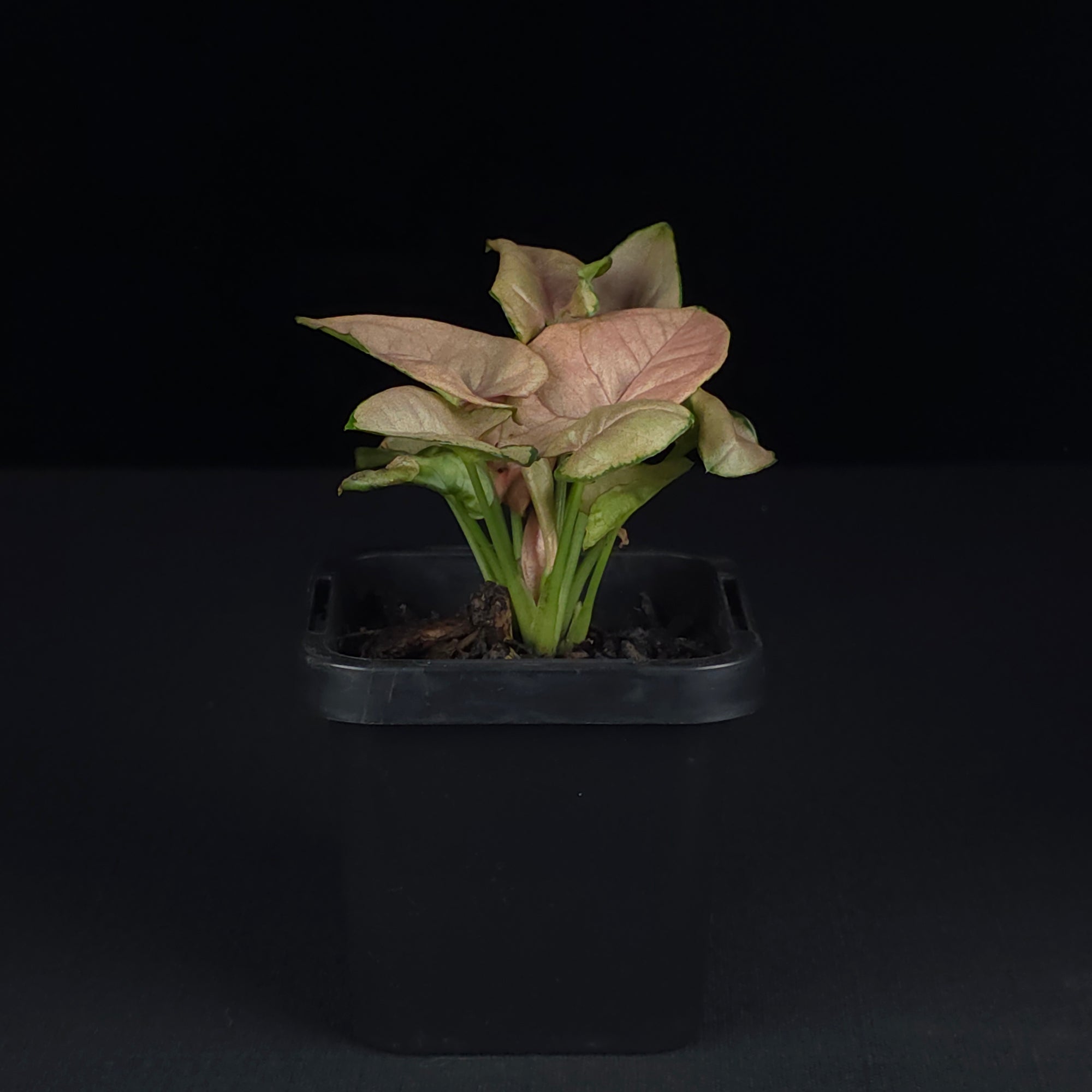 Syngonium podophyllum 'Red Heart'