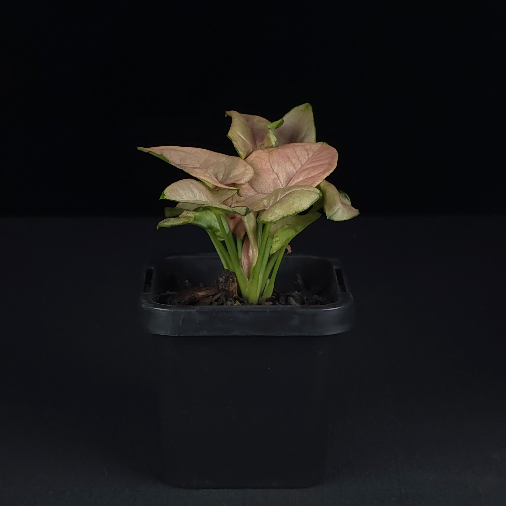 Syngonium podophyllum 'Red Heart'