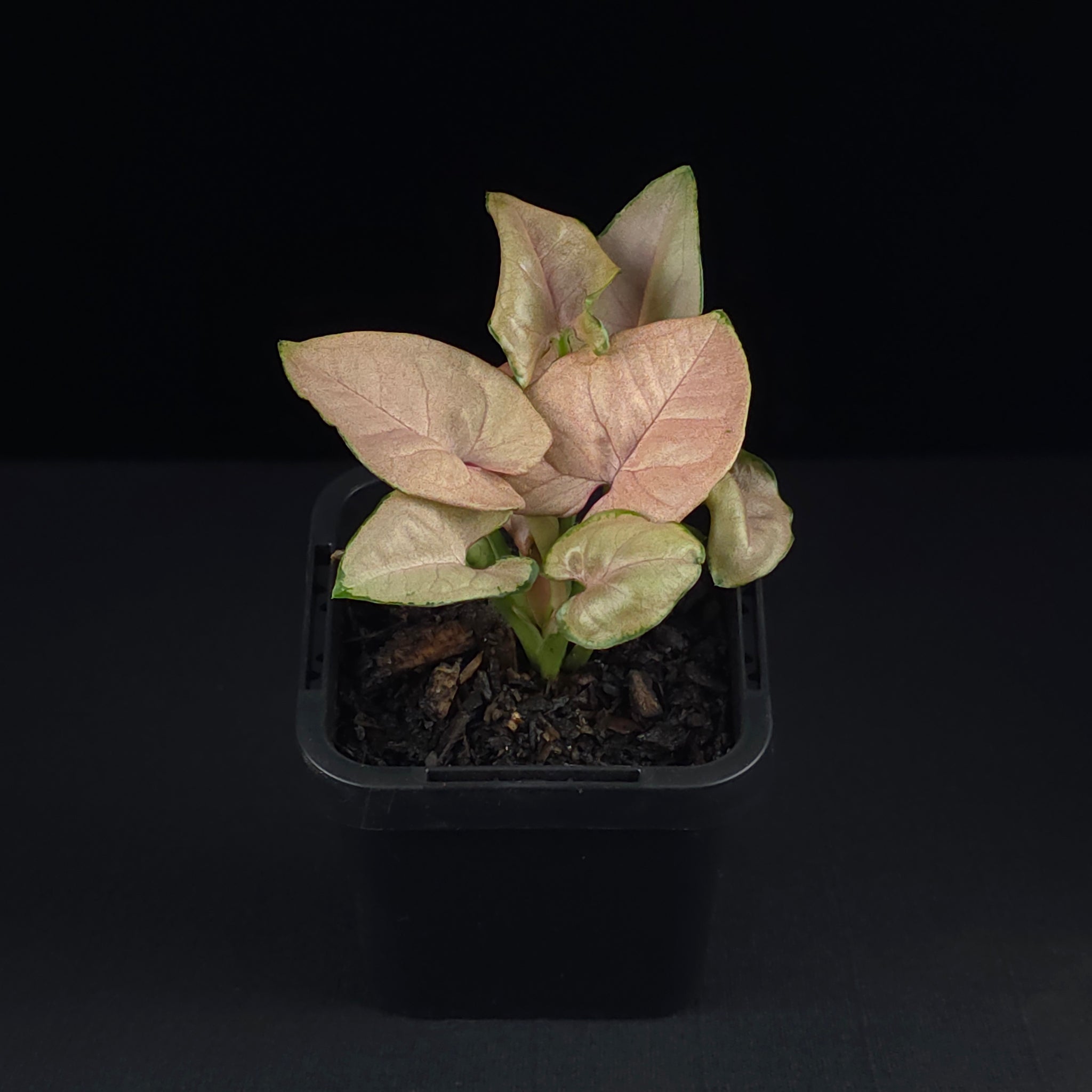 Syngonium podophyllum 'Red Heart'