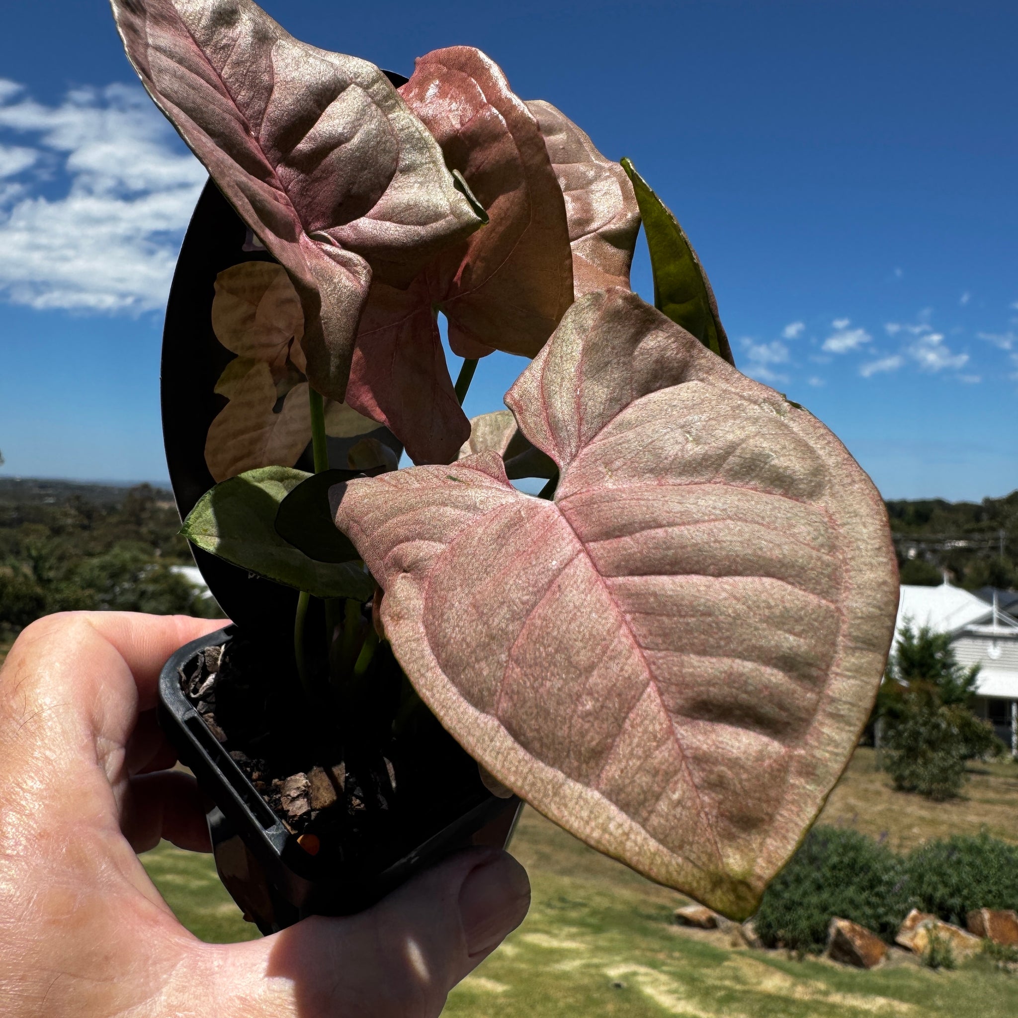 Syngonium-Red-Heart-Plant-66