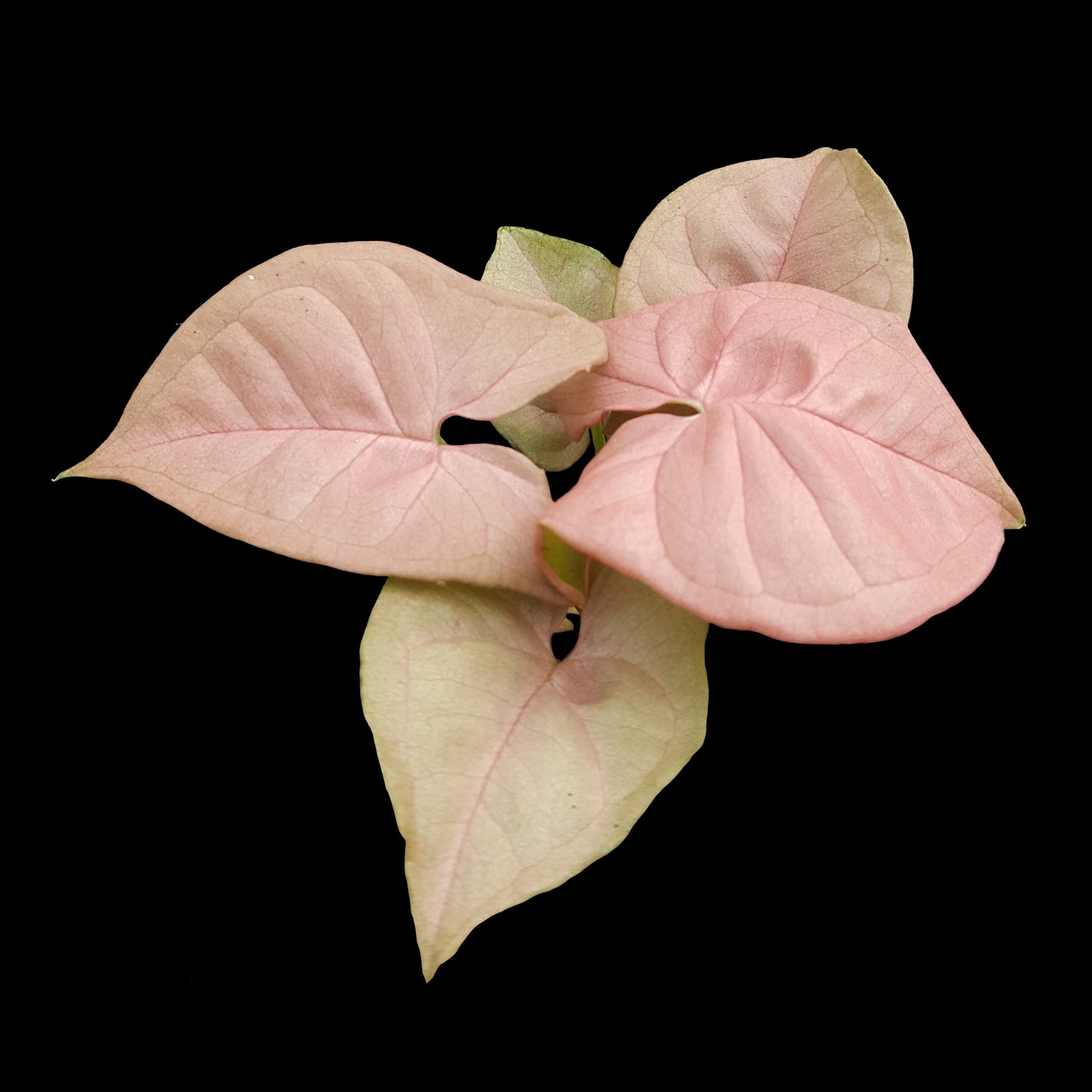 Syngonium-Red-Heart