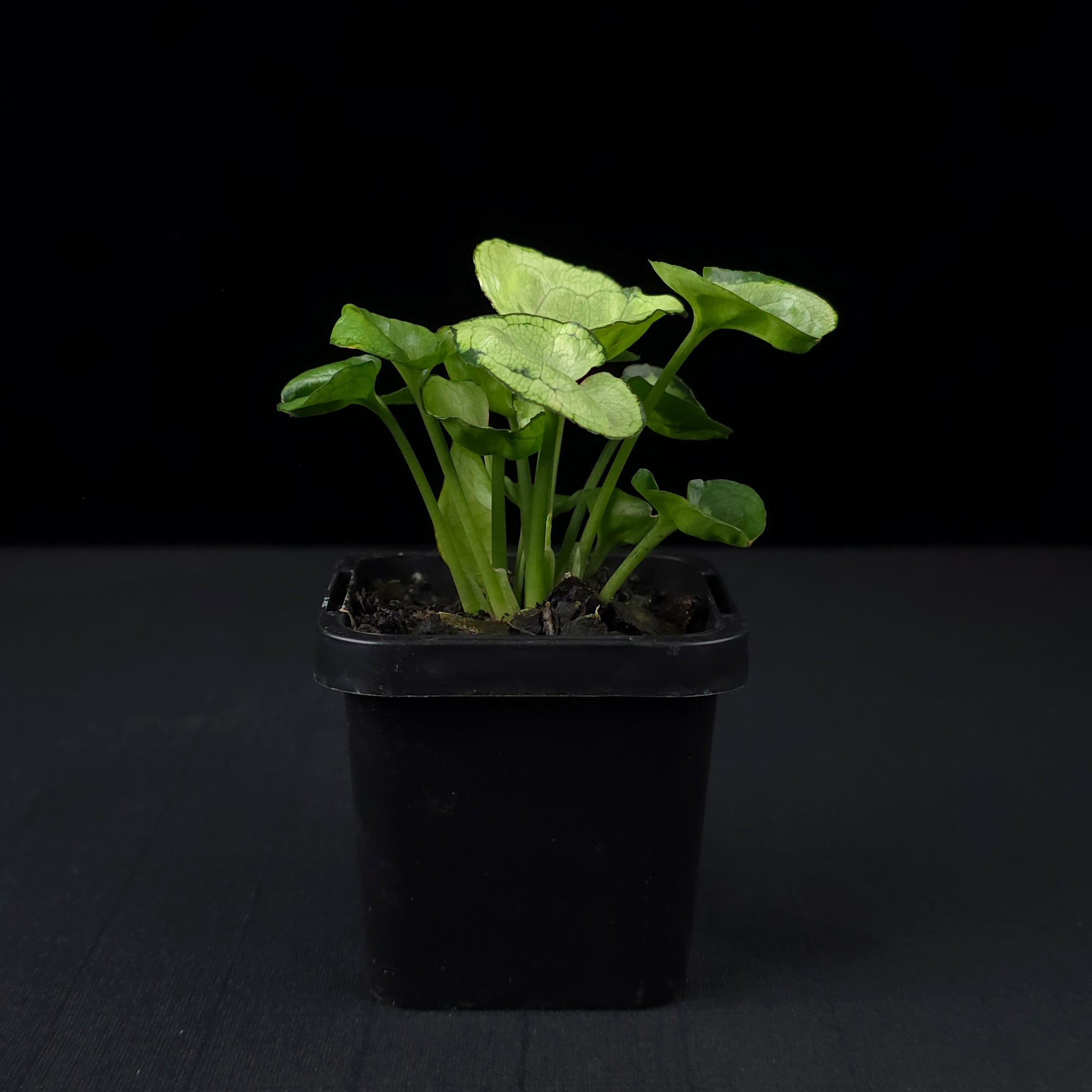 Syngonium podophyllum 'Roxanna'