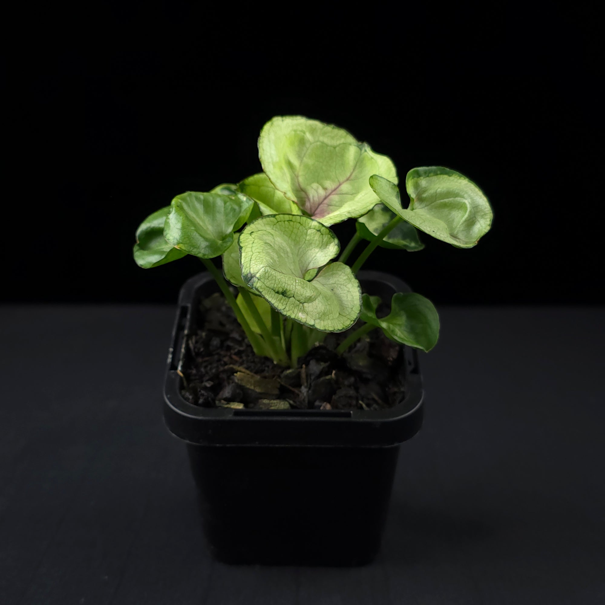 Syngonium podophyllum 'Roxanna'